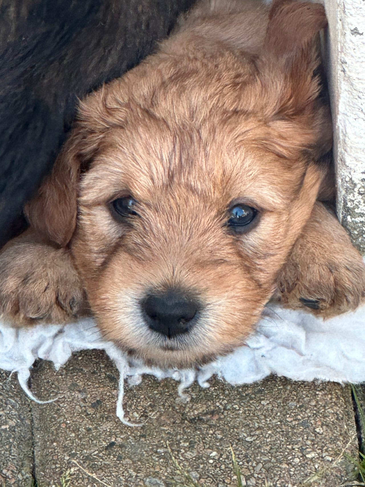 Irish softcoated wheaten terrier
