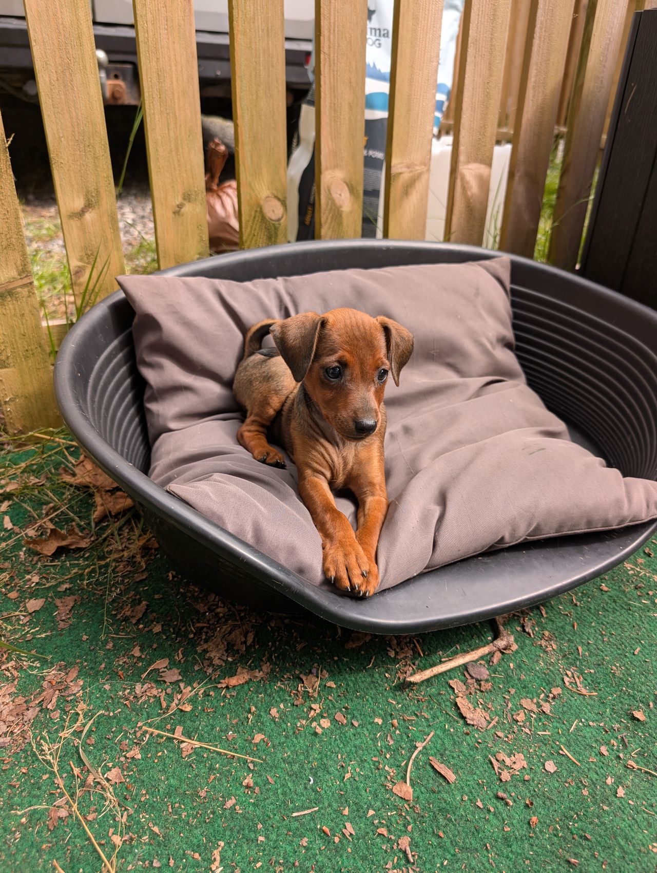 Dvergpinscher
