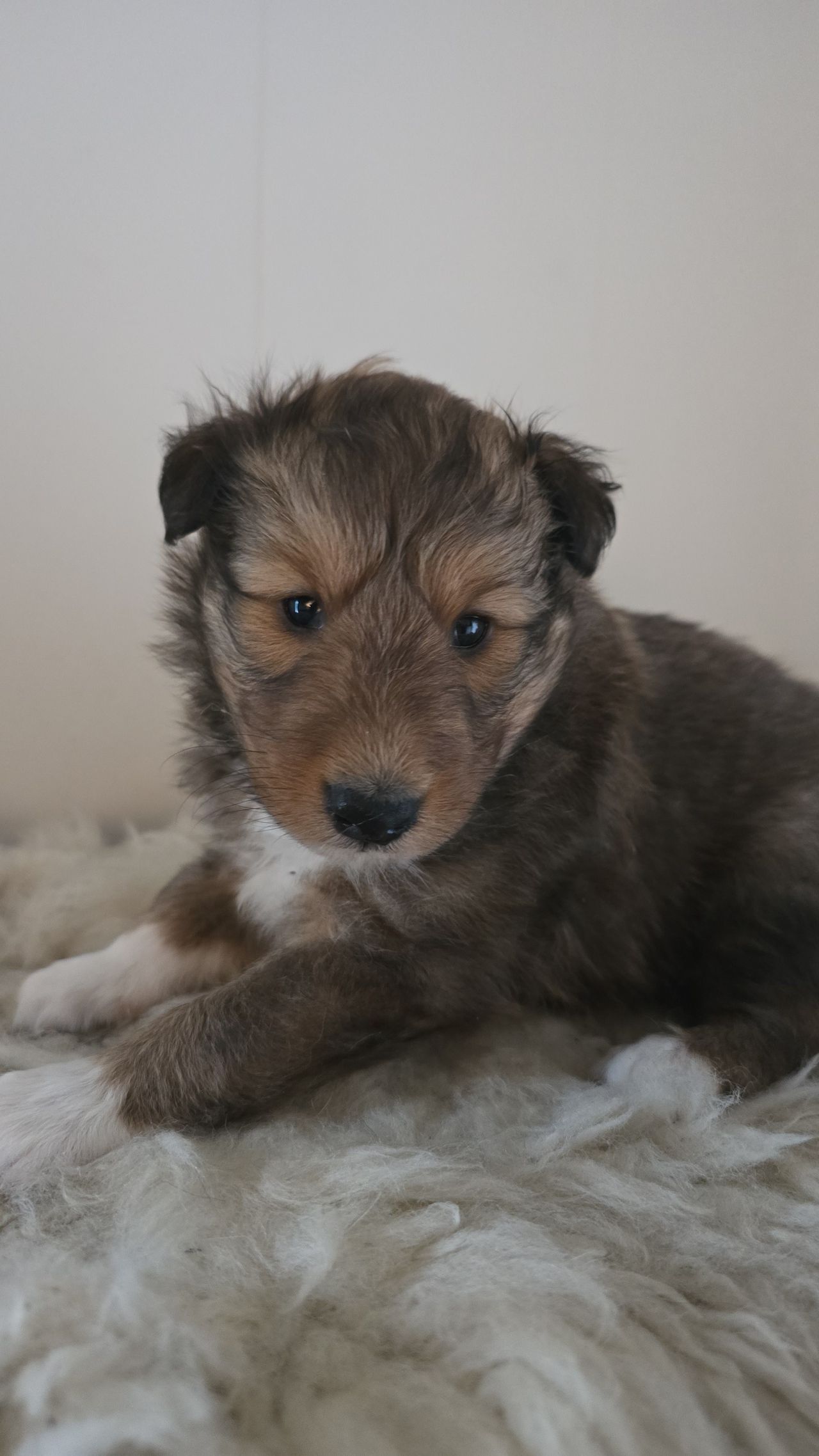 Shetland sheepdog