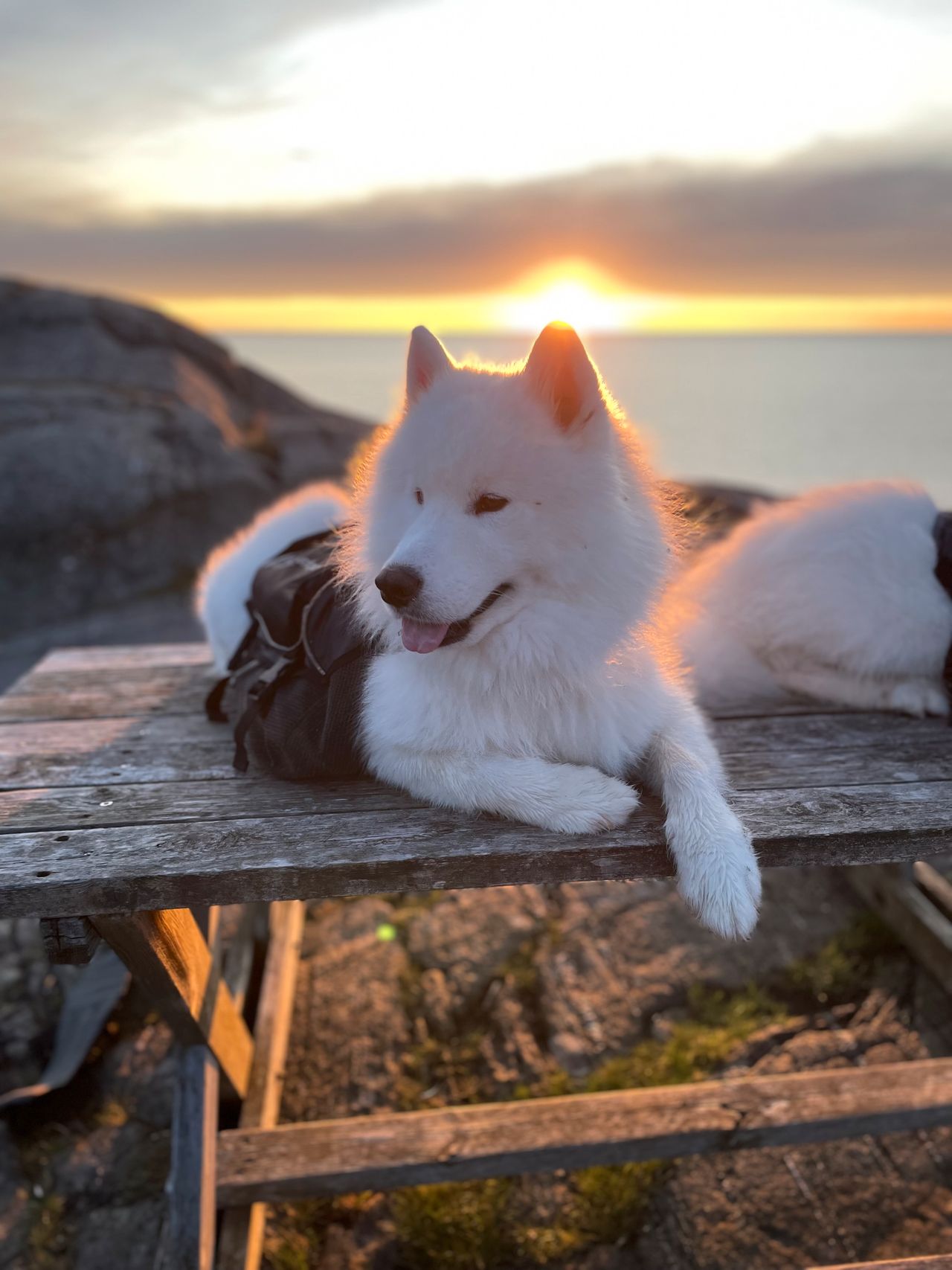 Samojedhund