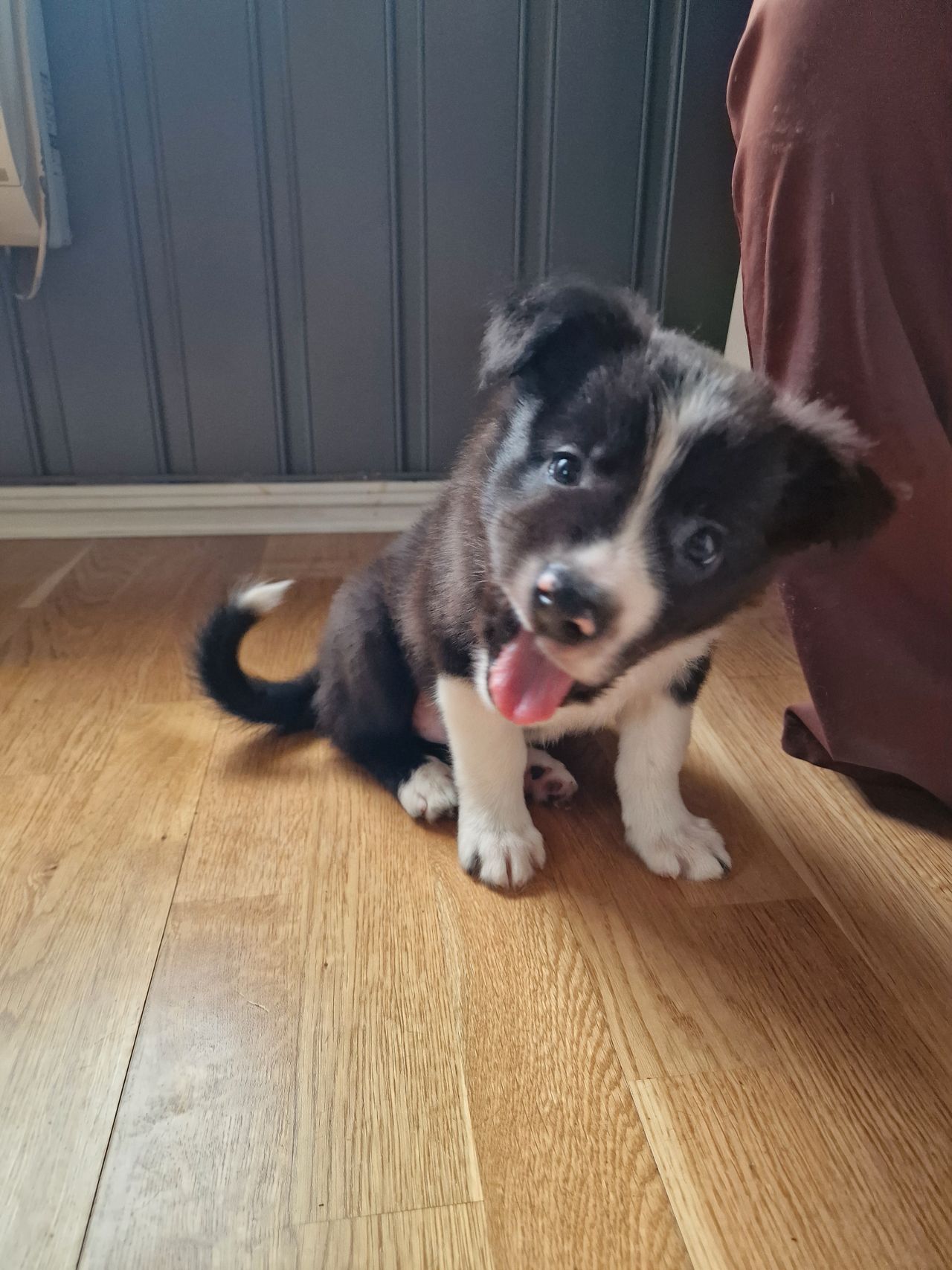 Border collie
