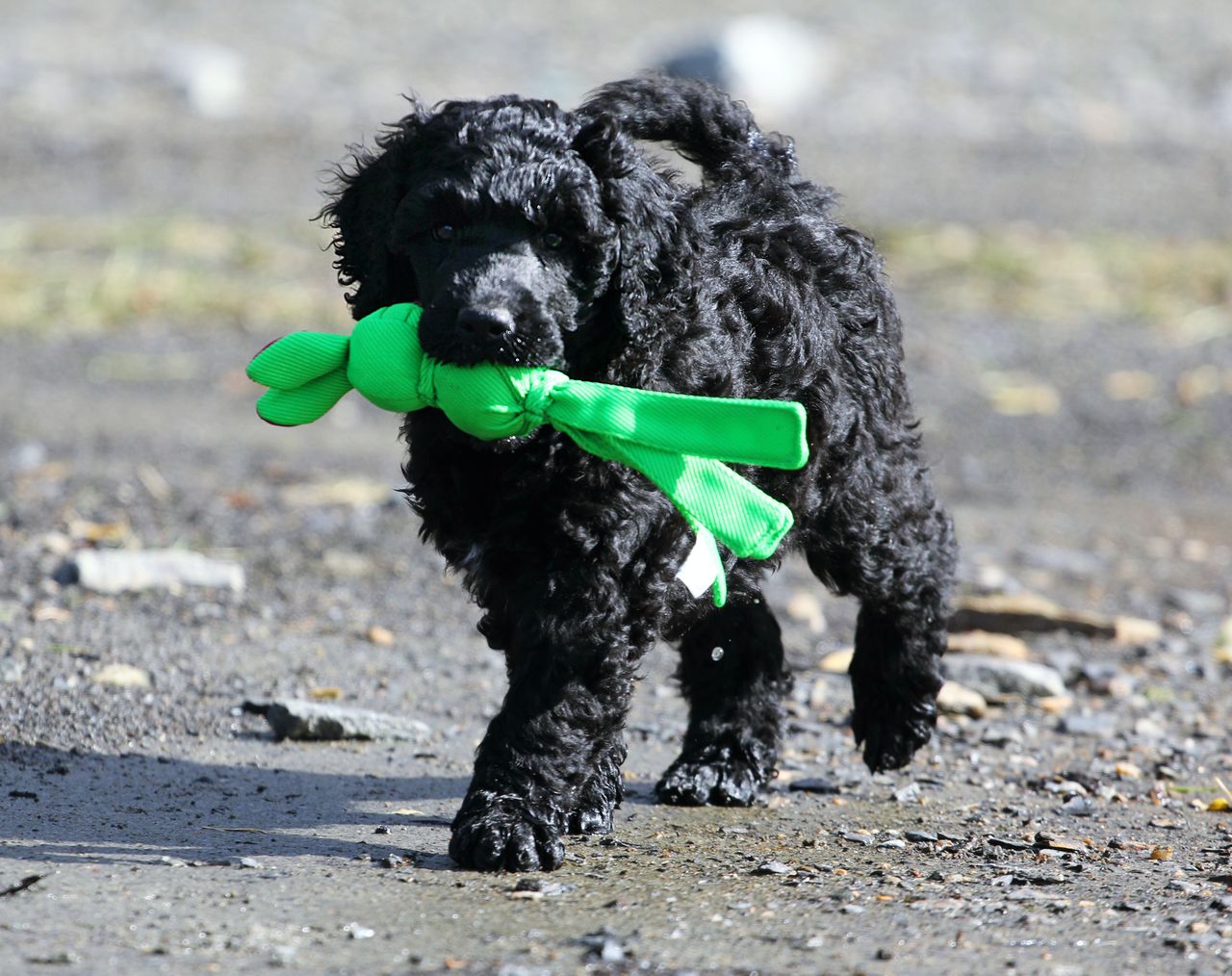Portugisisk vannhund