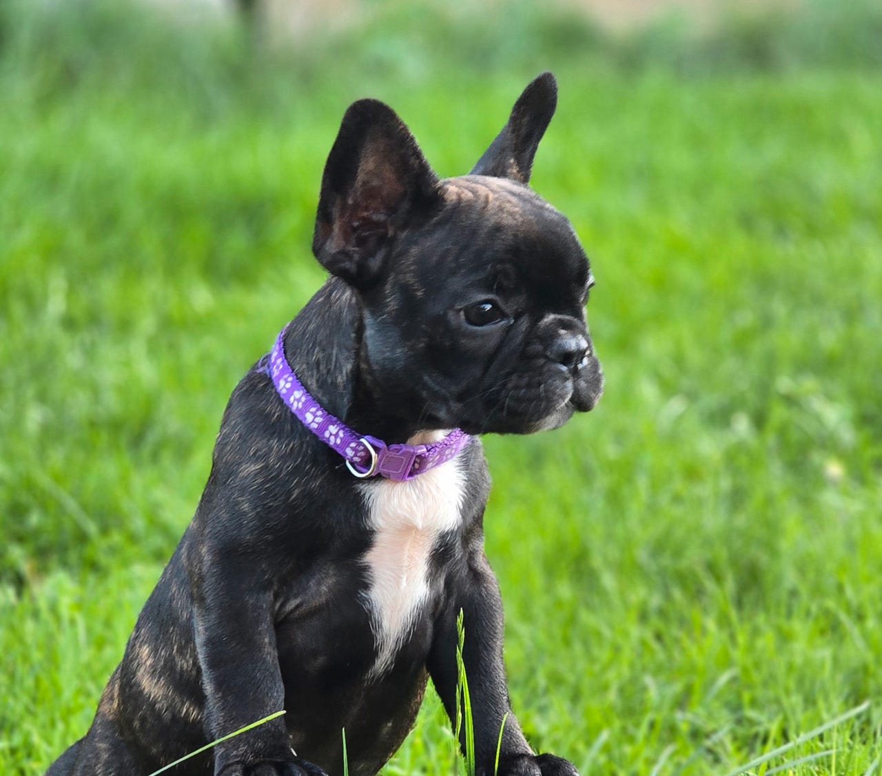 Fransk bulldog
