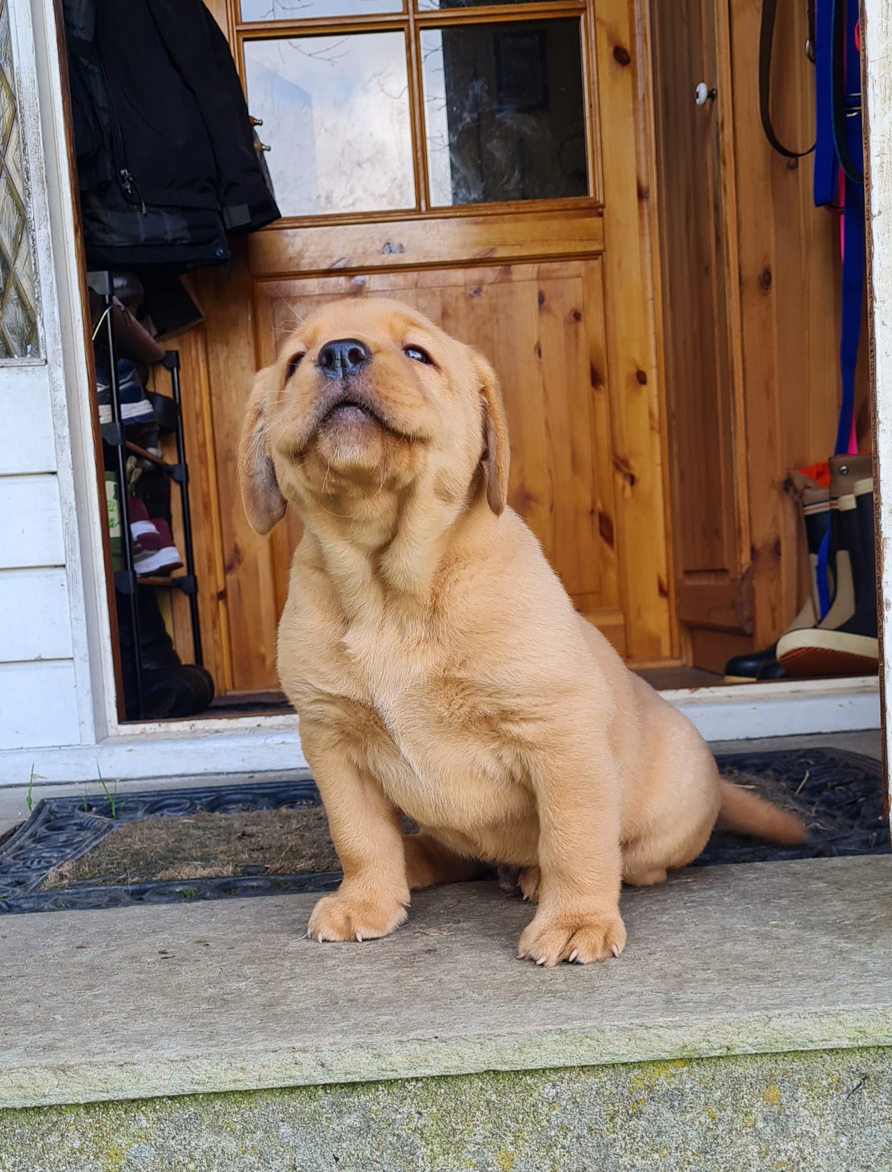 Labrador retriever