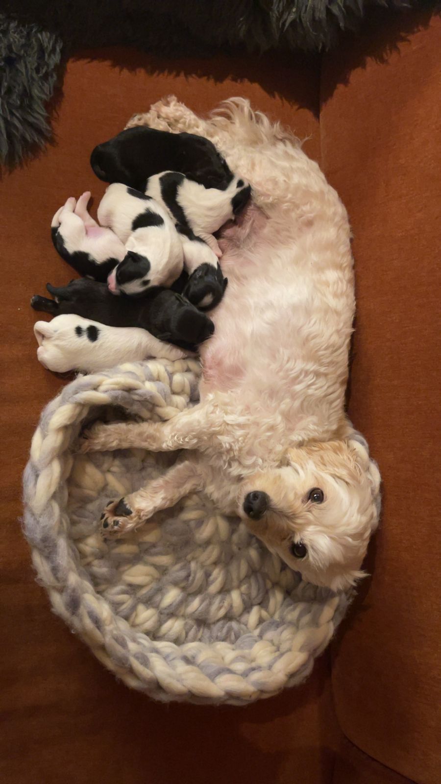 Bichon havanais