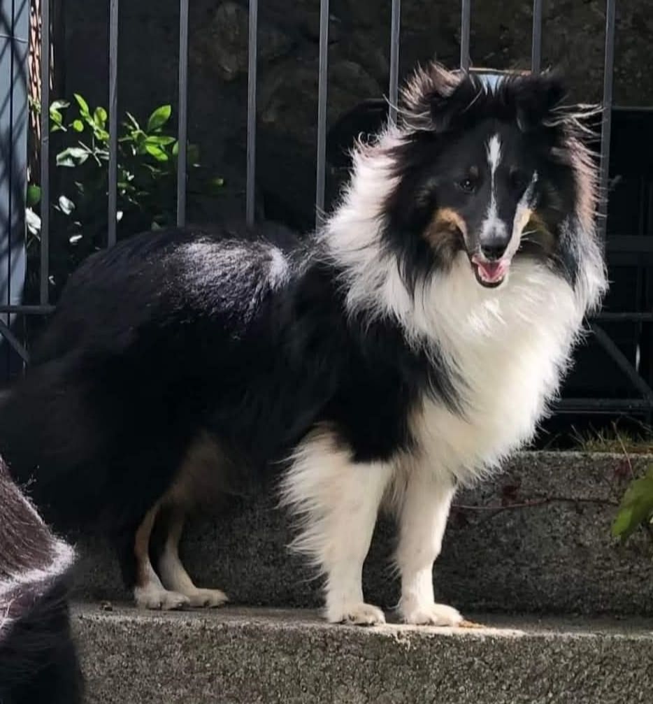 Shetland sheepdog