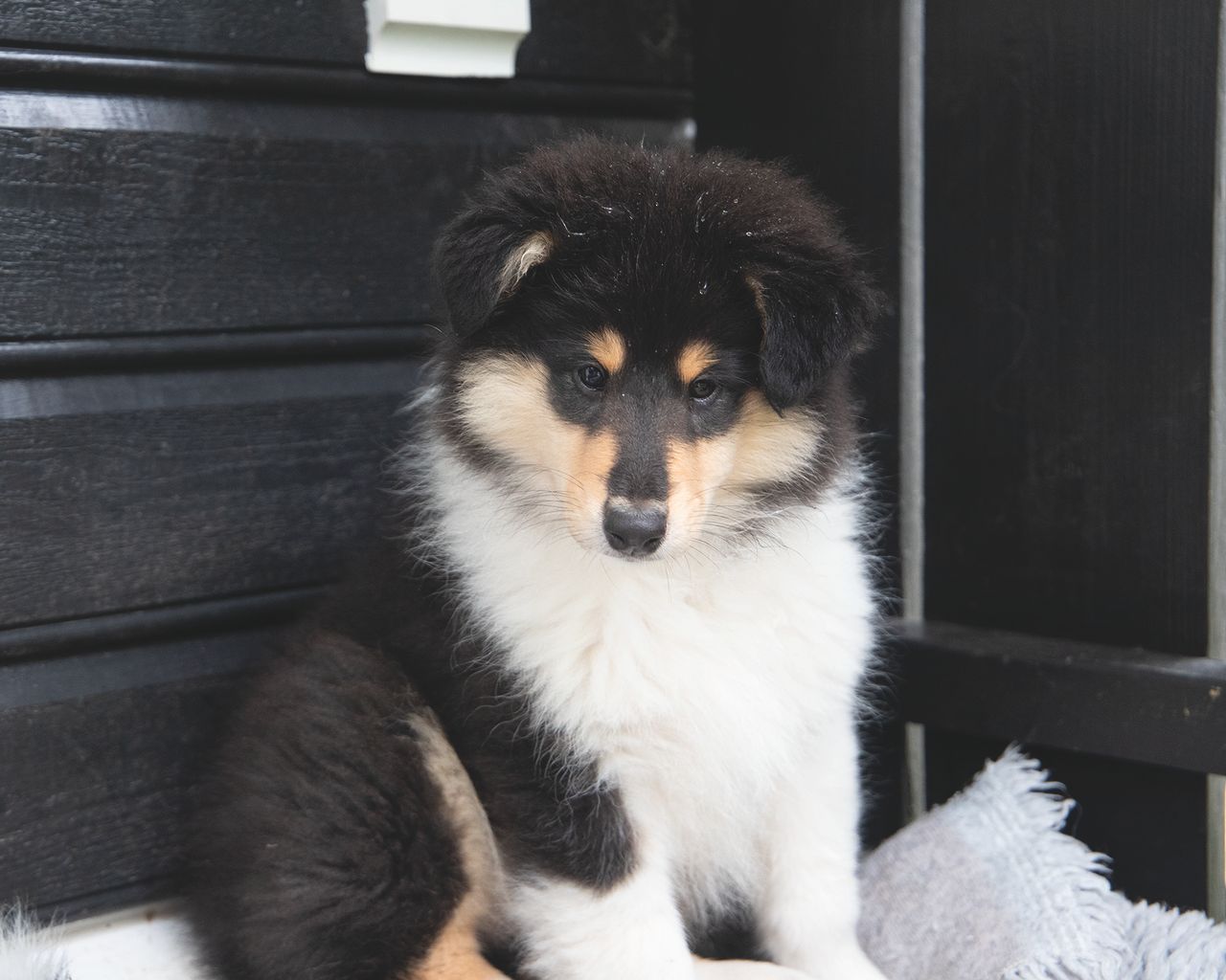 Collie langhåret