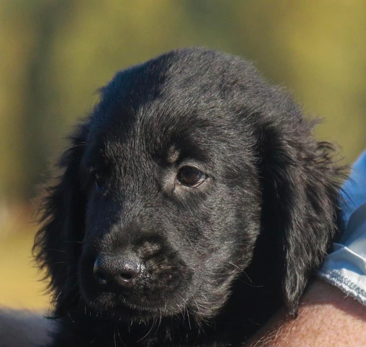 Flat coated retriever