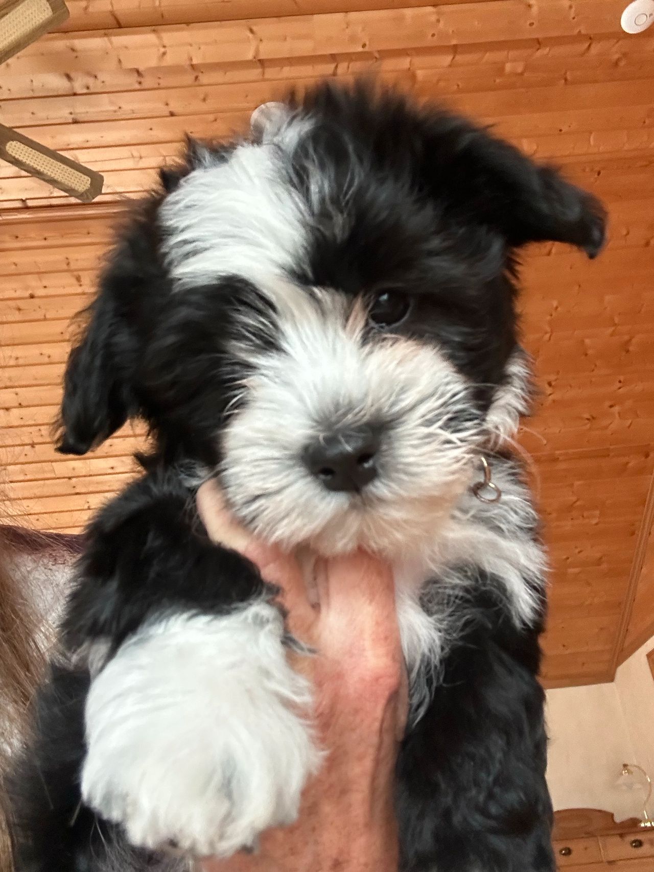 Bichon havanais