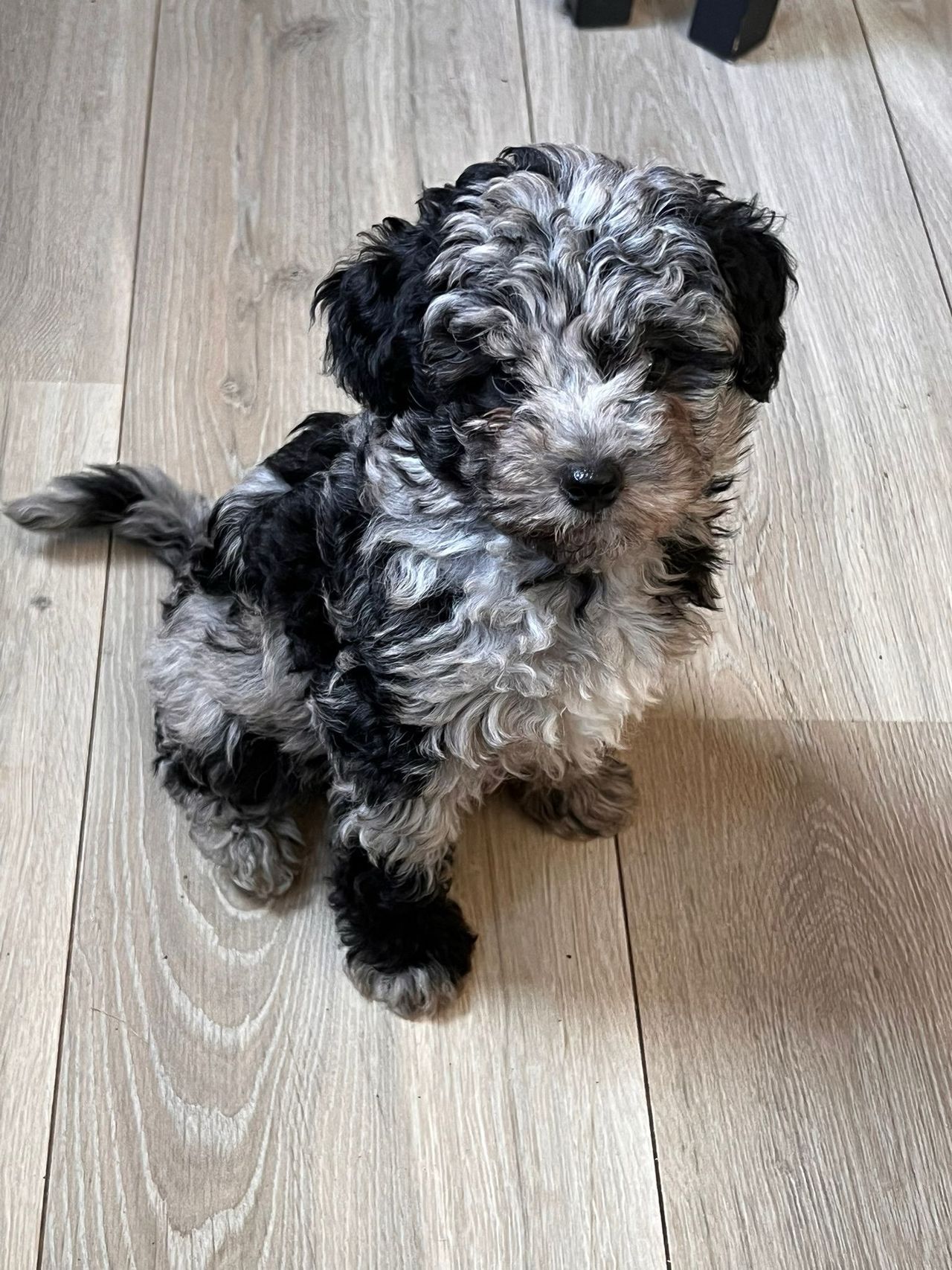 Toy puddel