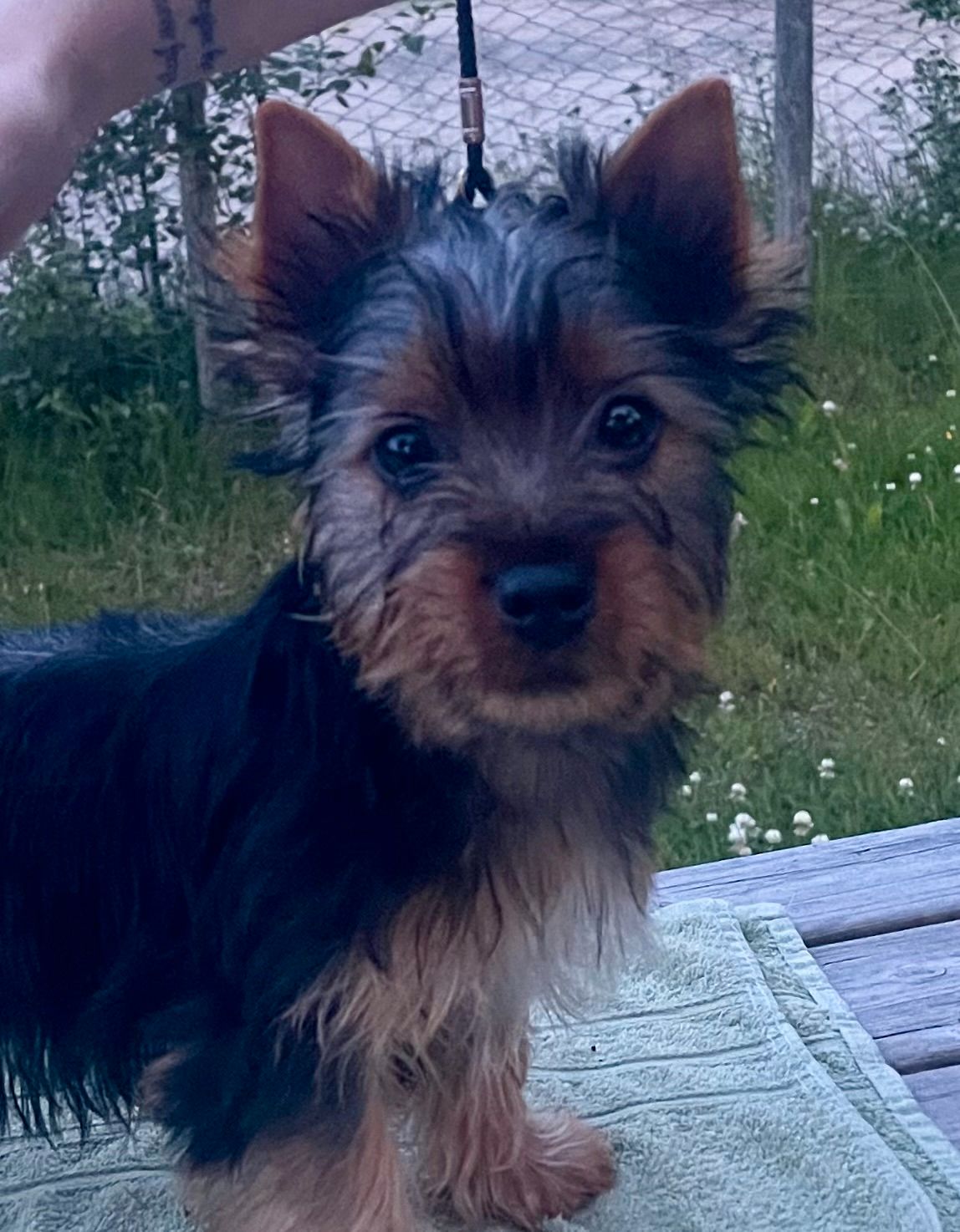 Silky terrier