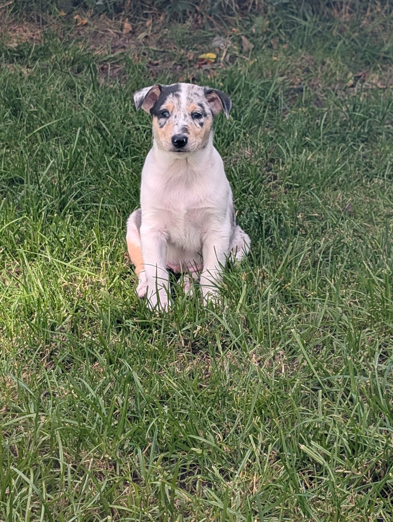 Australsk kelpie