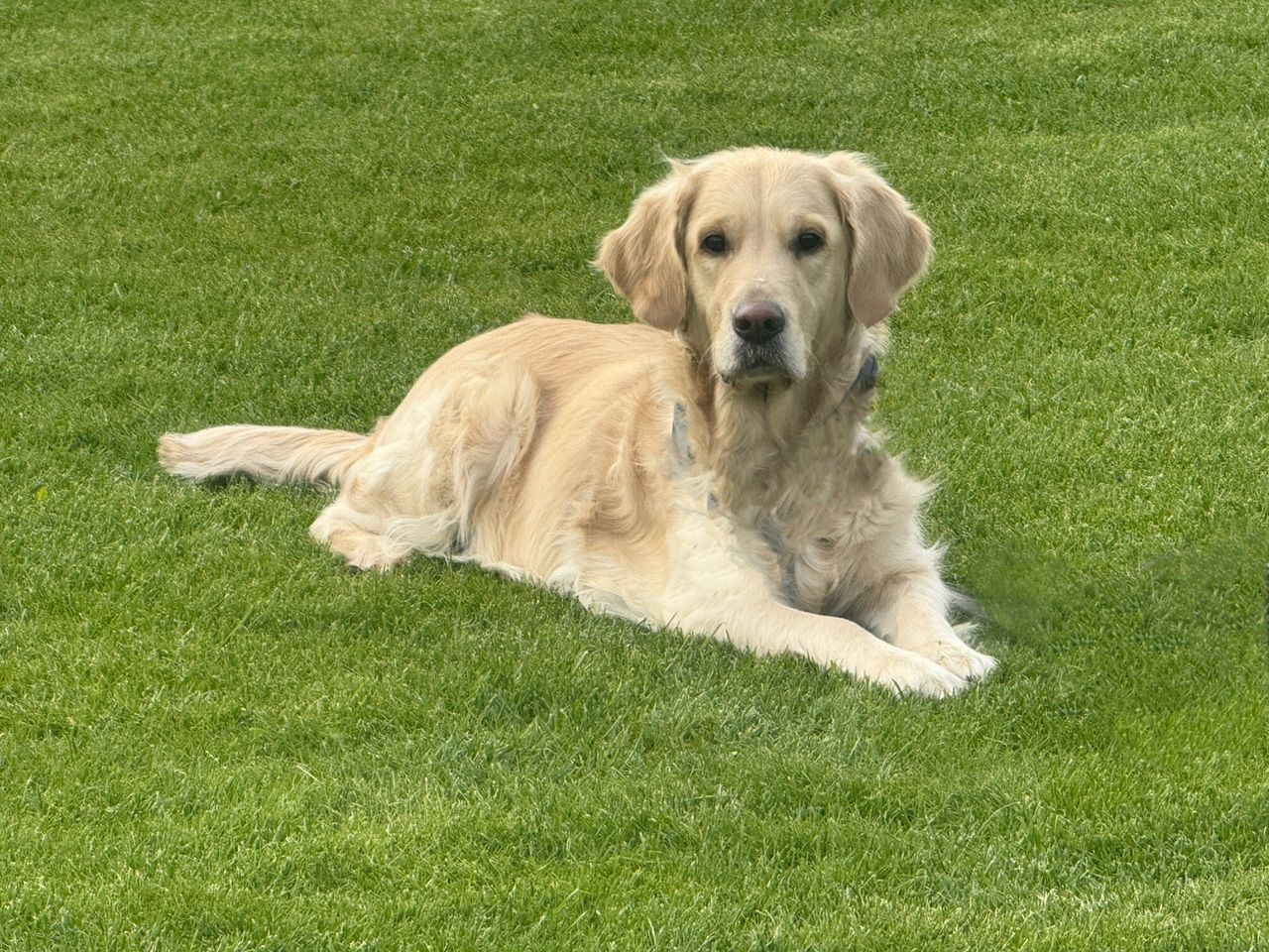 Golden retriever