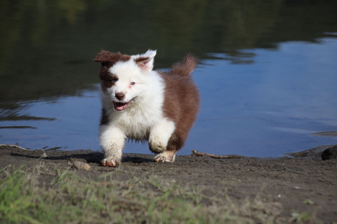 Australian shepherd
