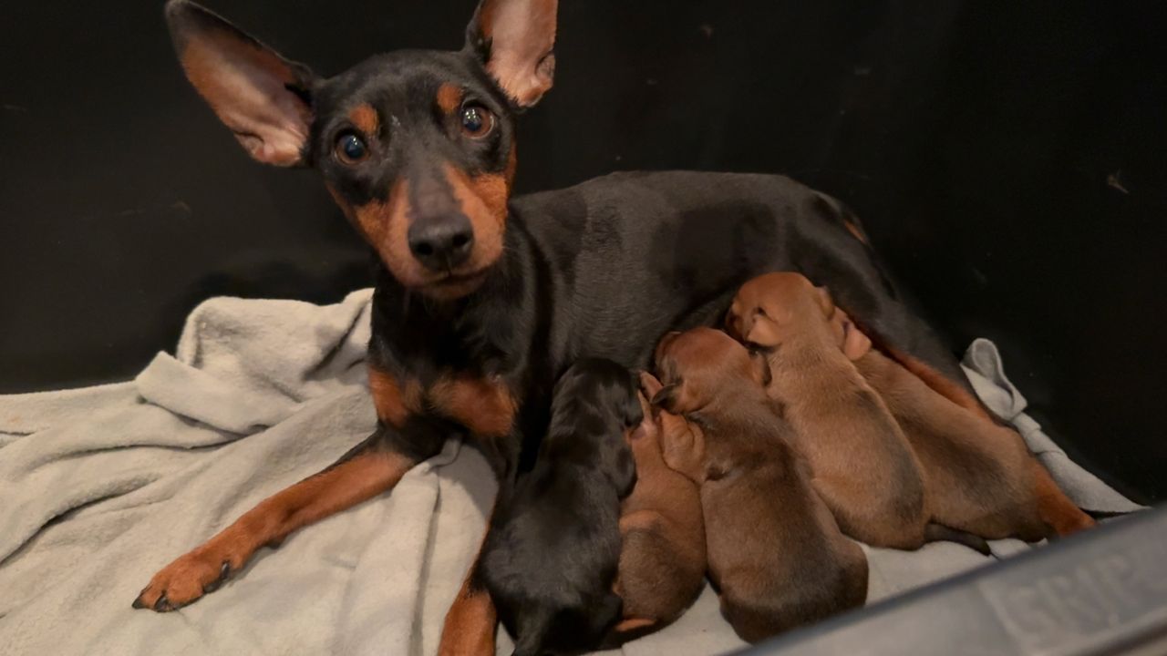 Dvergpinscher
