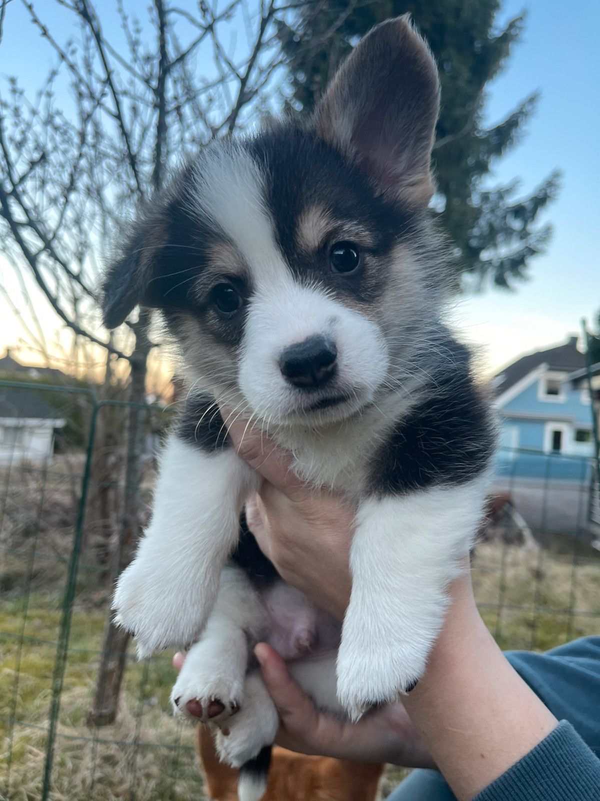 Welsh corgi pembroke