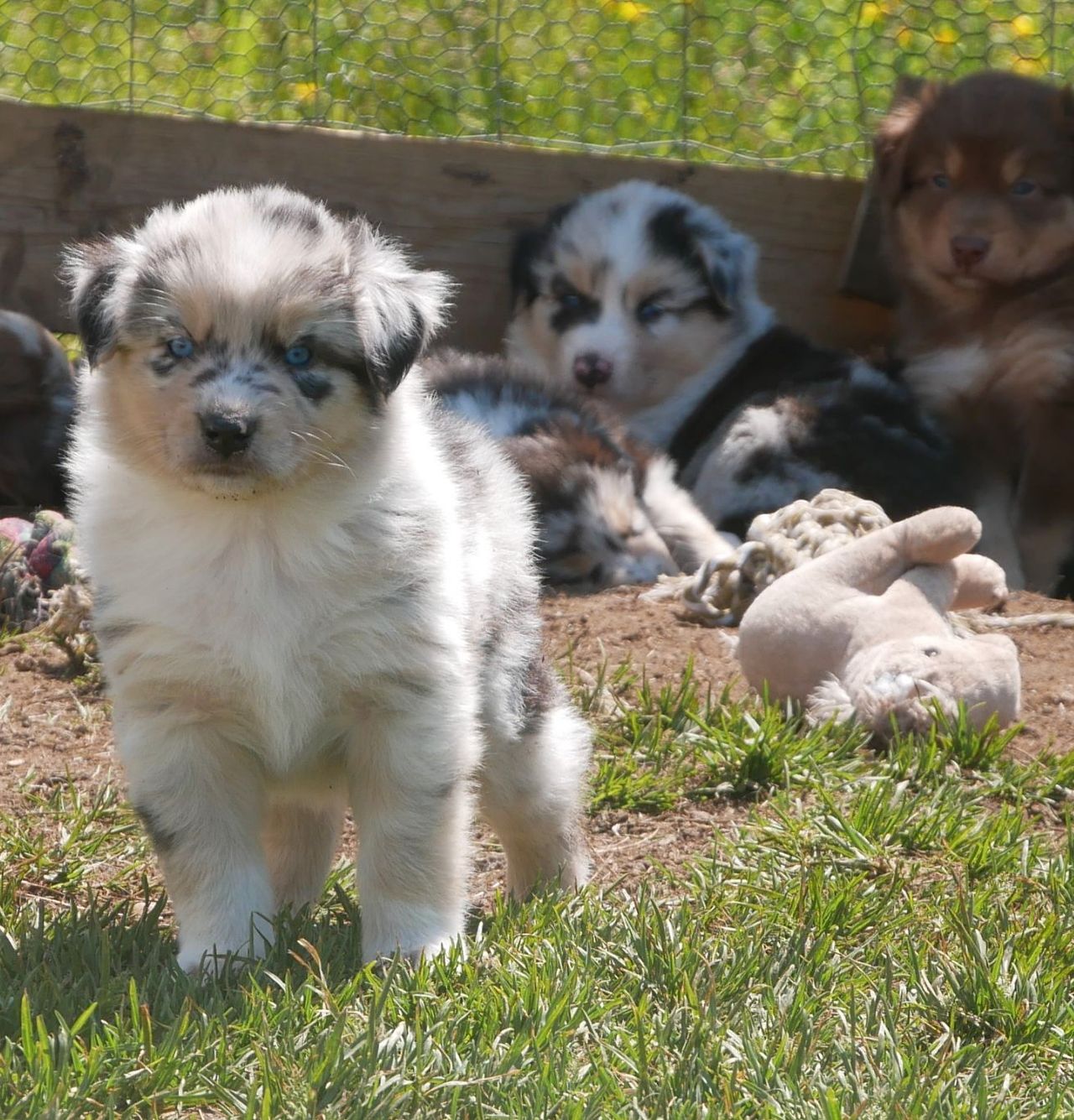 Australian shepherd