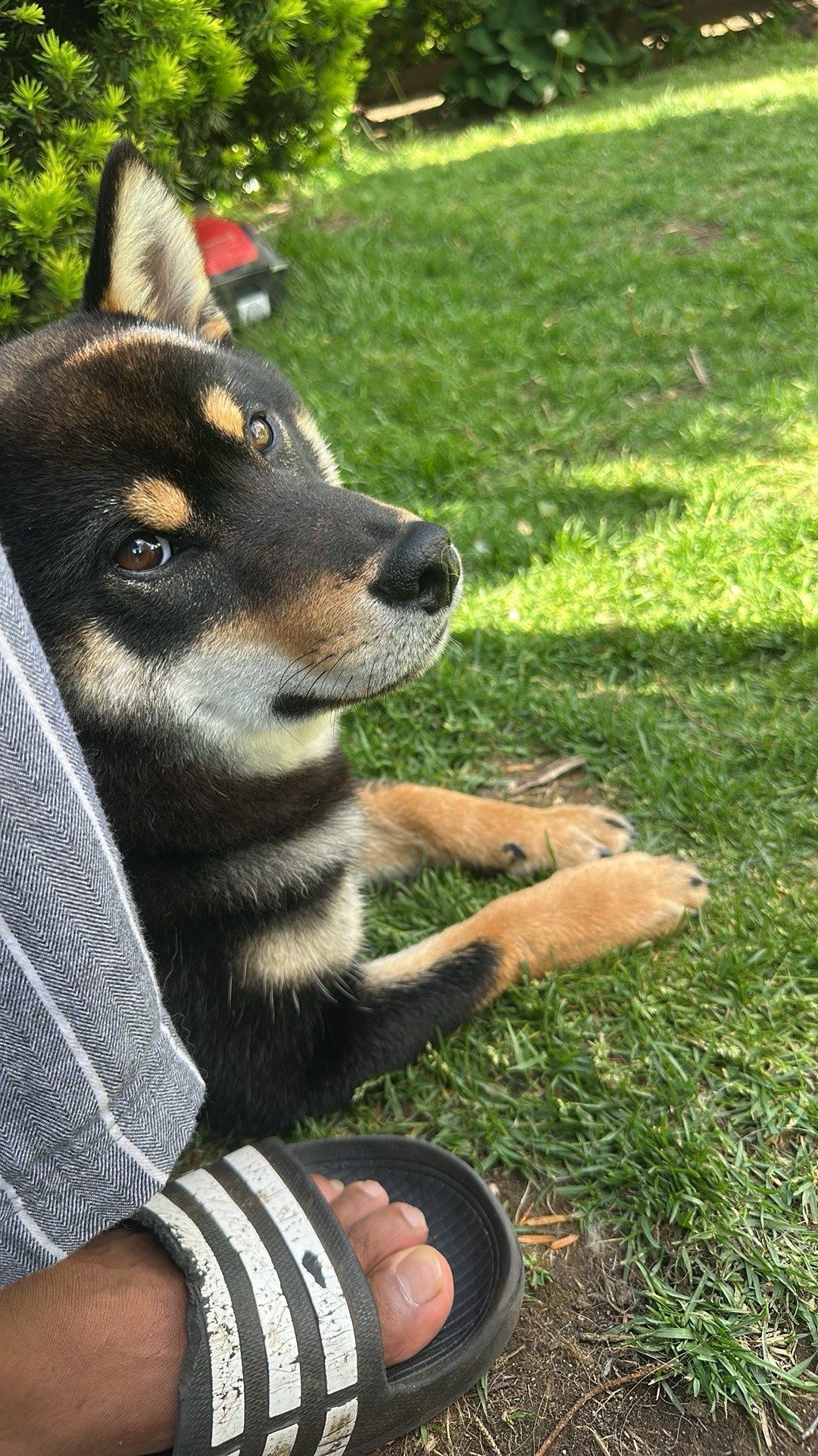 Shiba