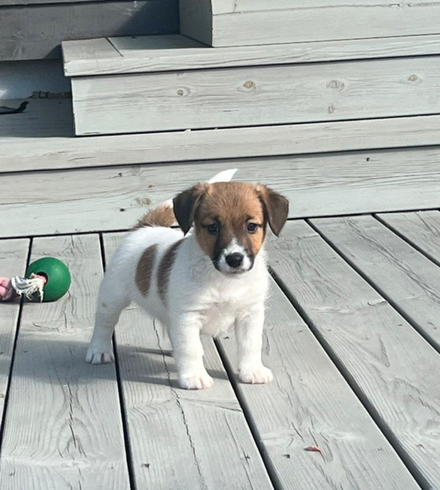 Jack russell terrier