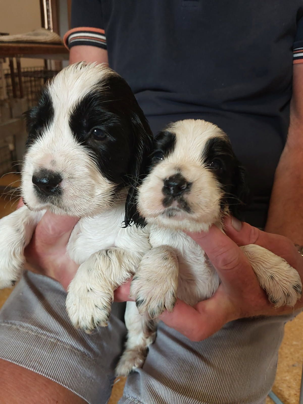 Cocker spaniel