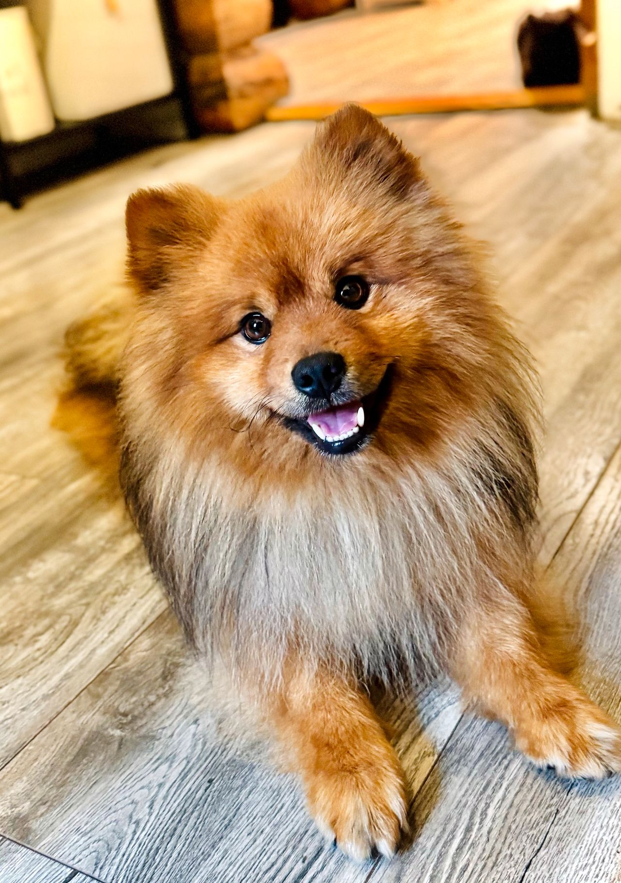 Kleinspitz