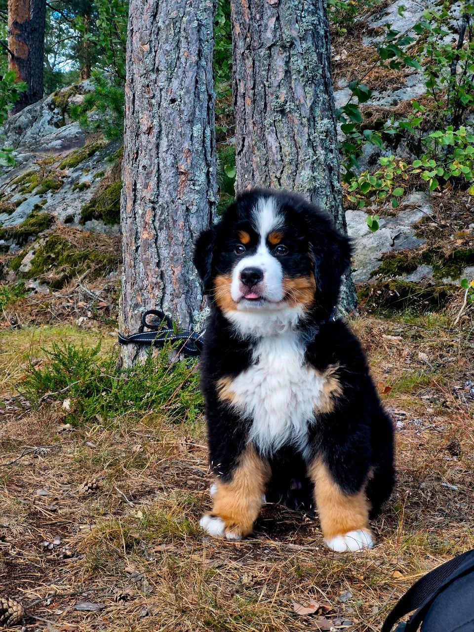 Berner sennenhund