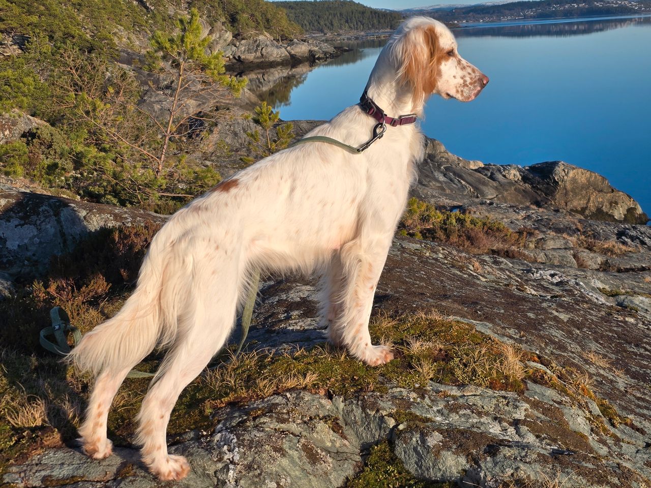 Engelsk setter