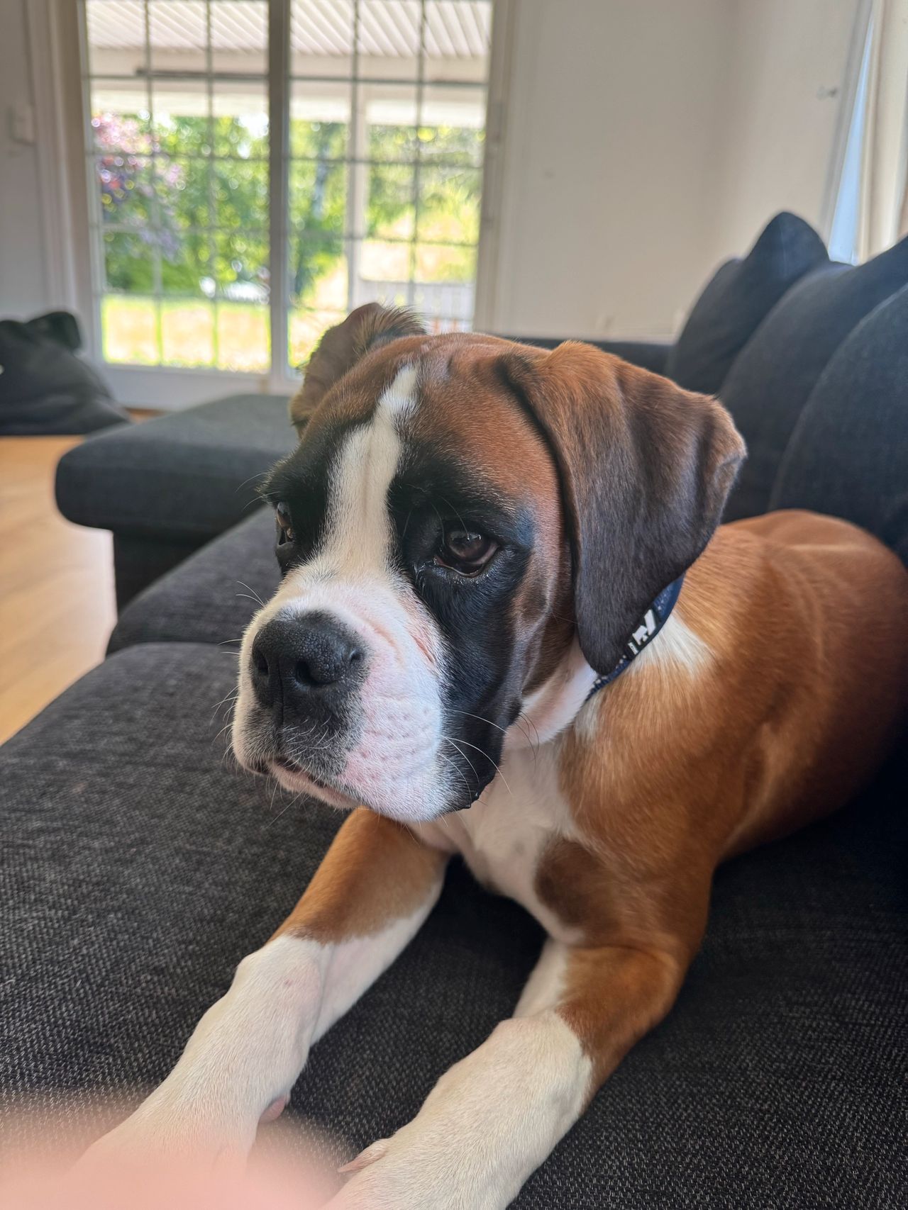 Boxer