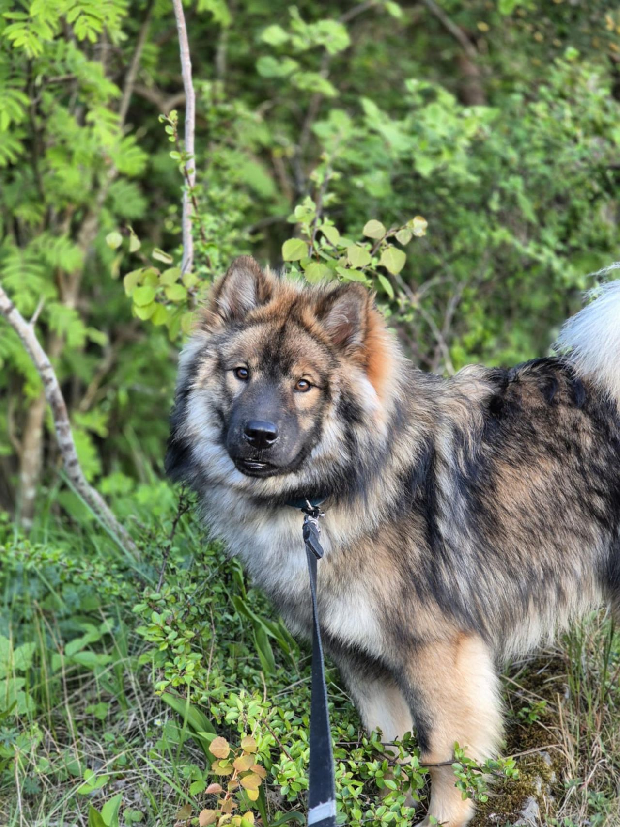 Eurasier