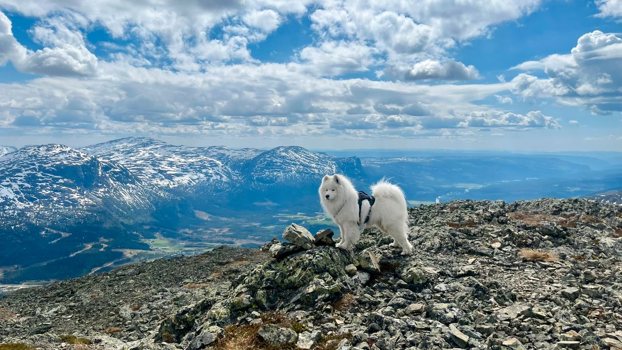Samojedhund