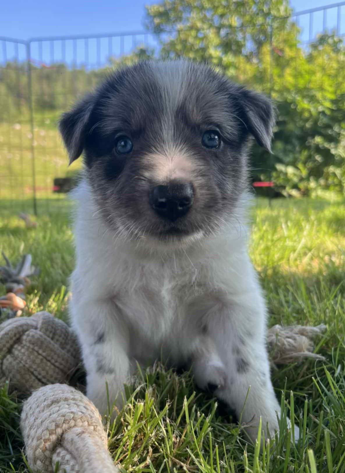 Border collie