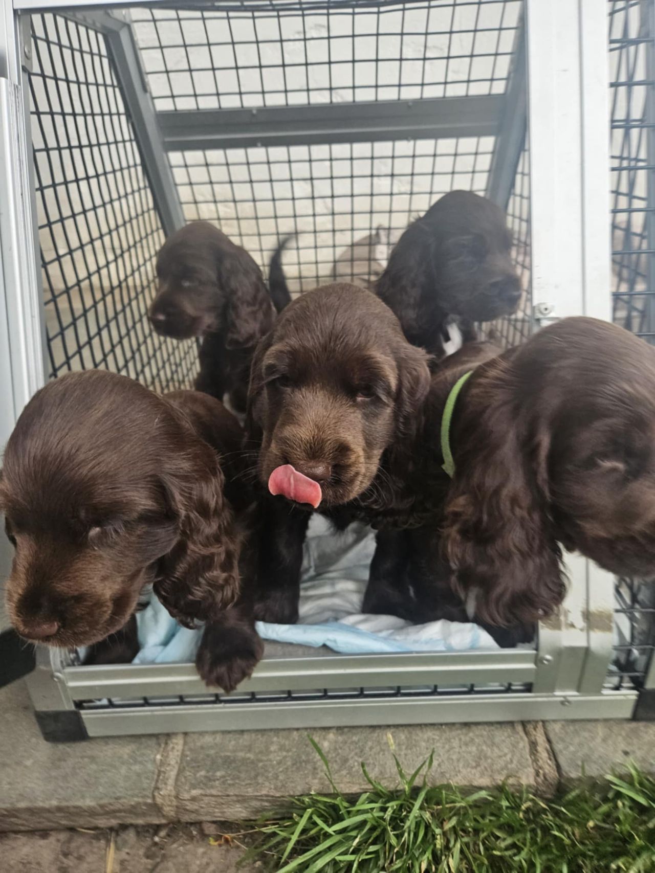 Cocker spaniel