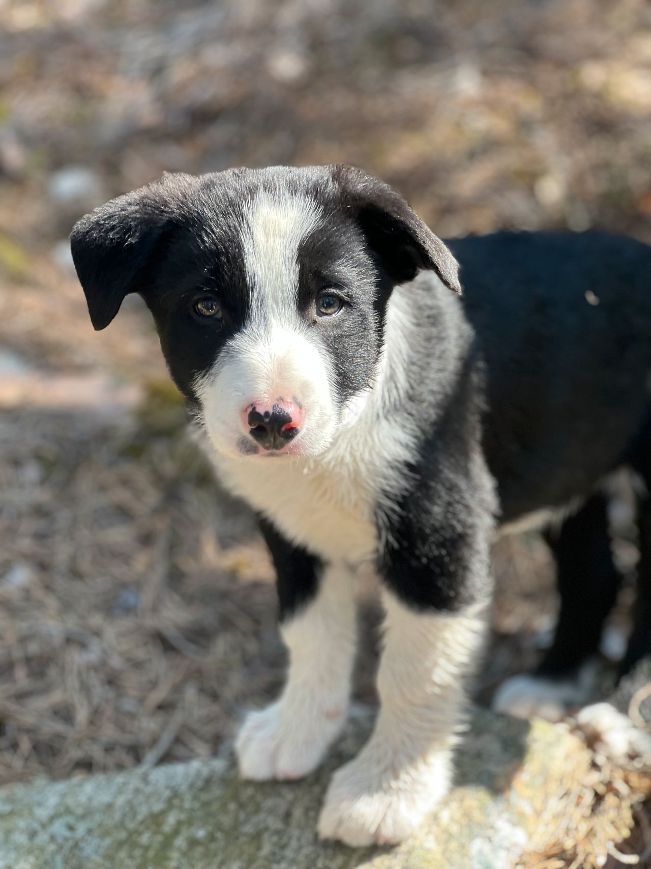 Border collie