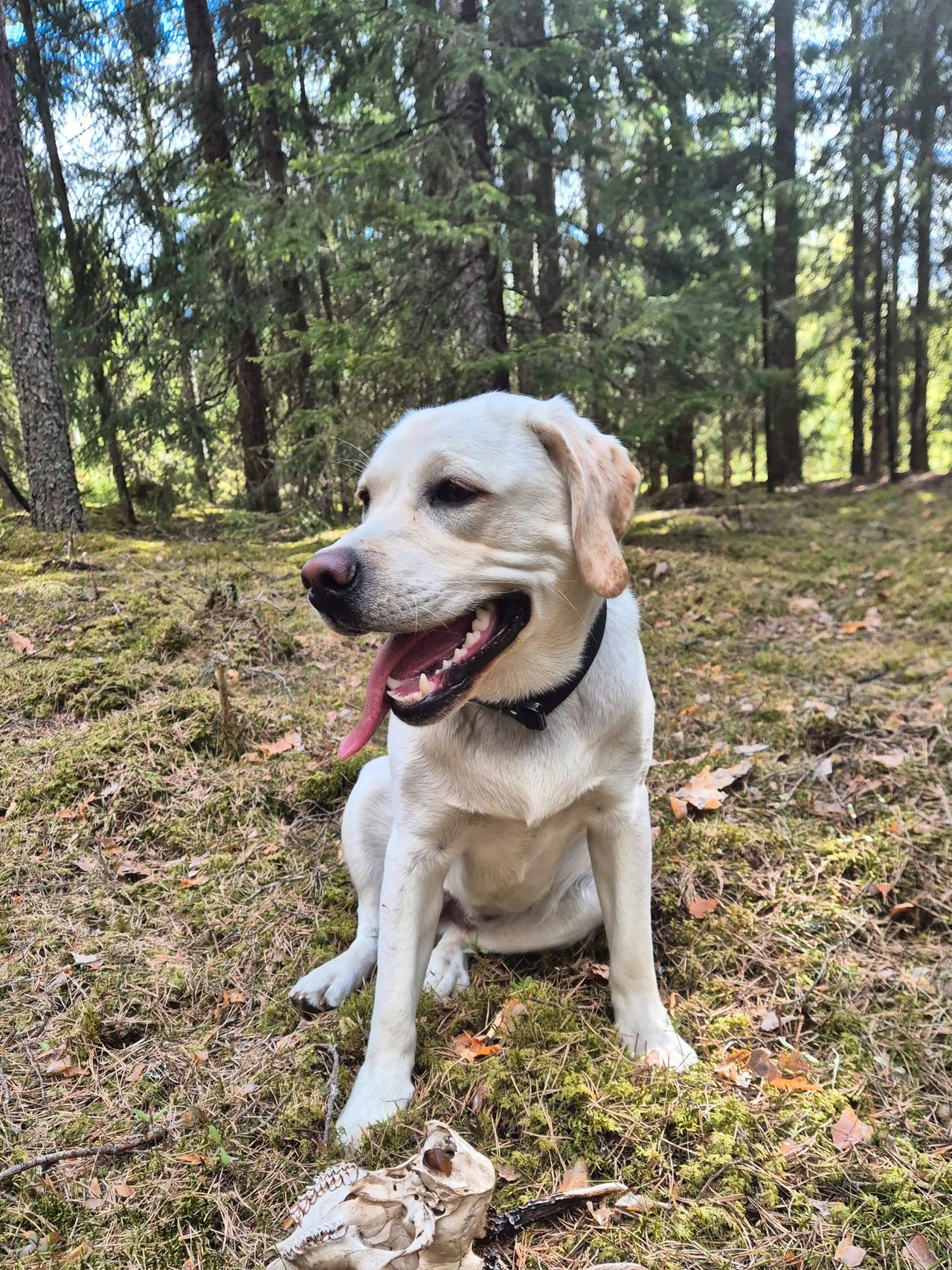 Labrador retriever