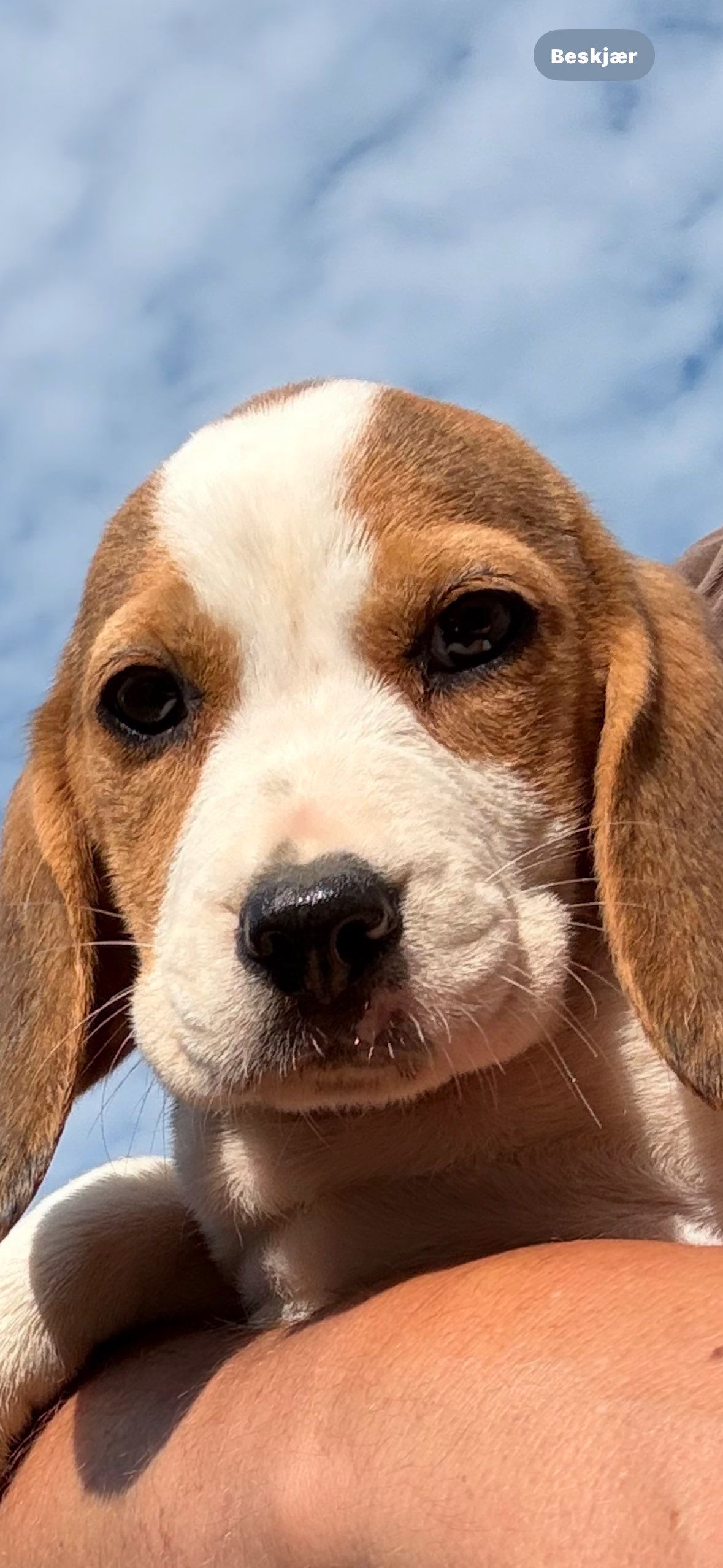 Beagle