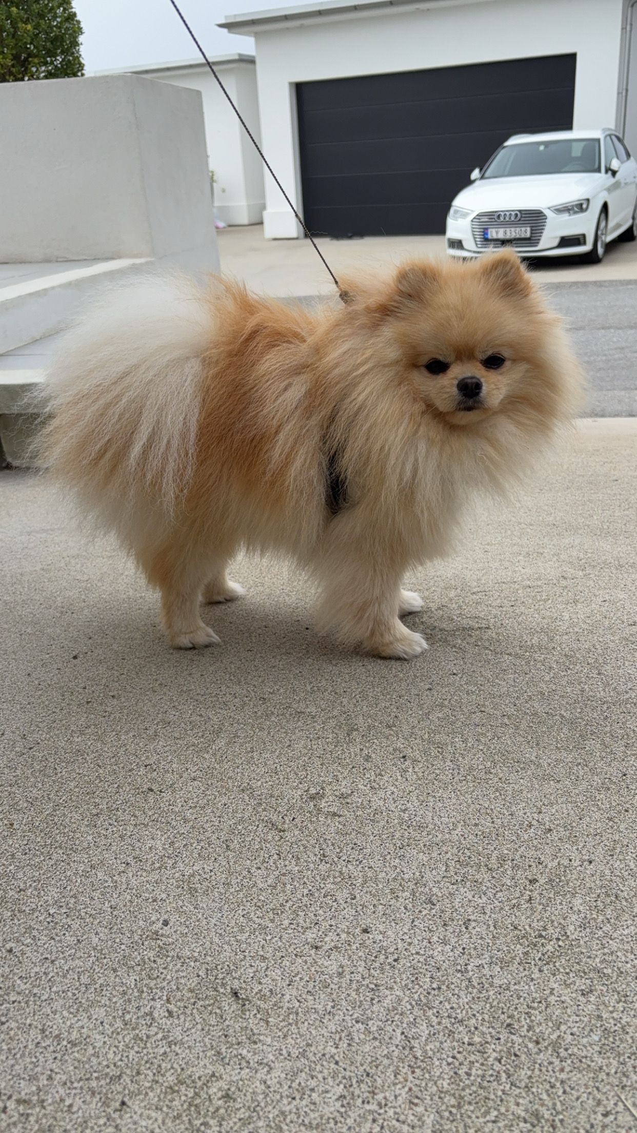 Pomeranian
