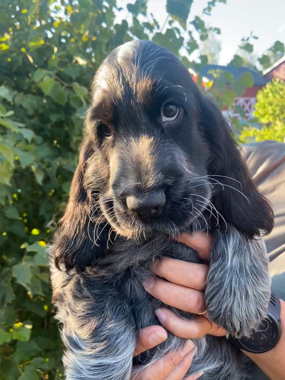 Cocker spaniel