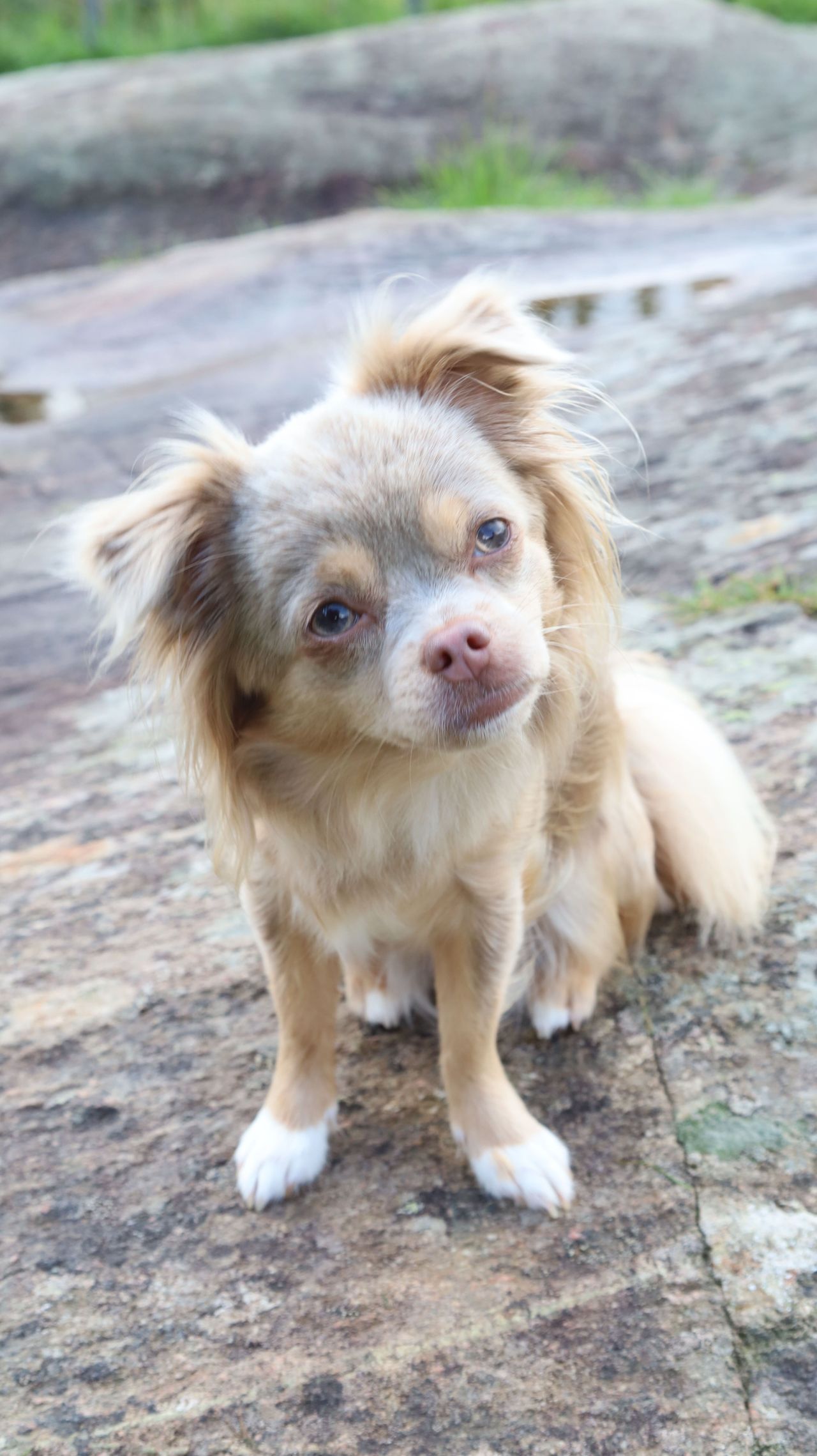 Chihuahua langhåret