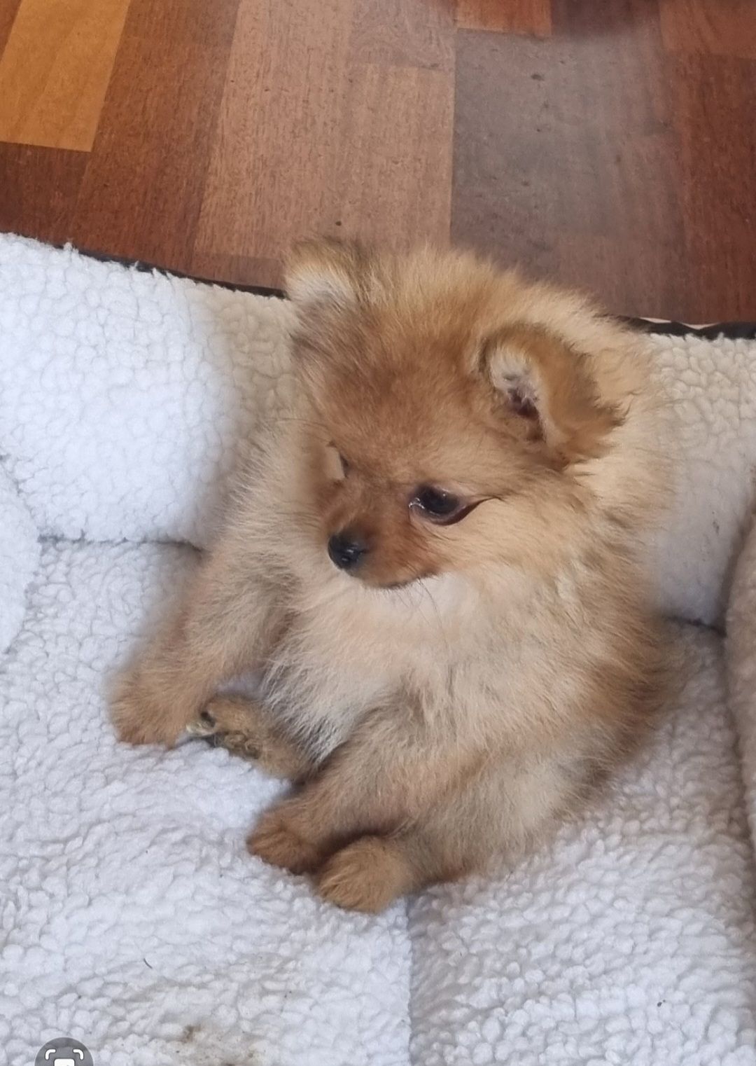 Pomeranian