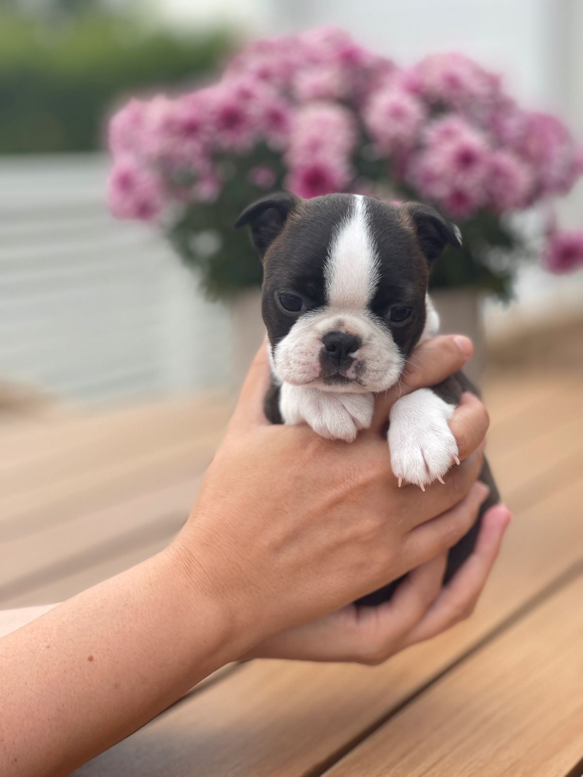 Boston terrier