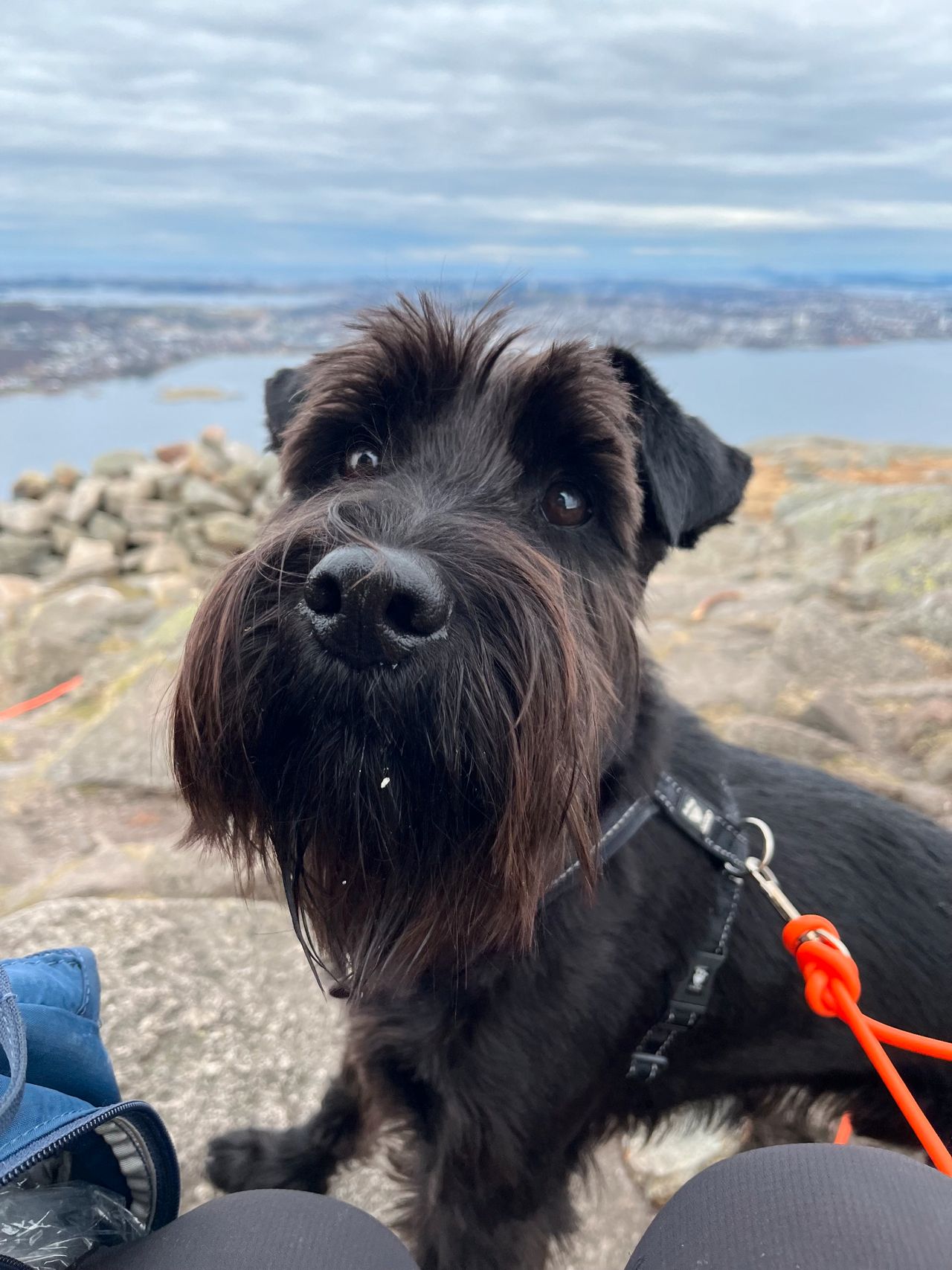 Schnauzer salt/pepper