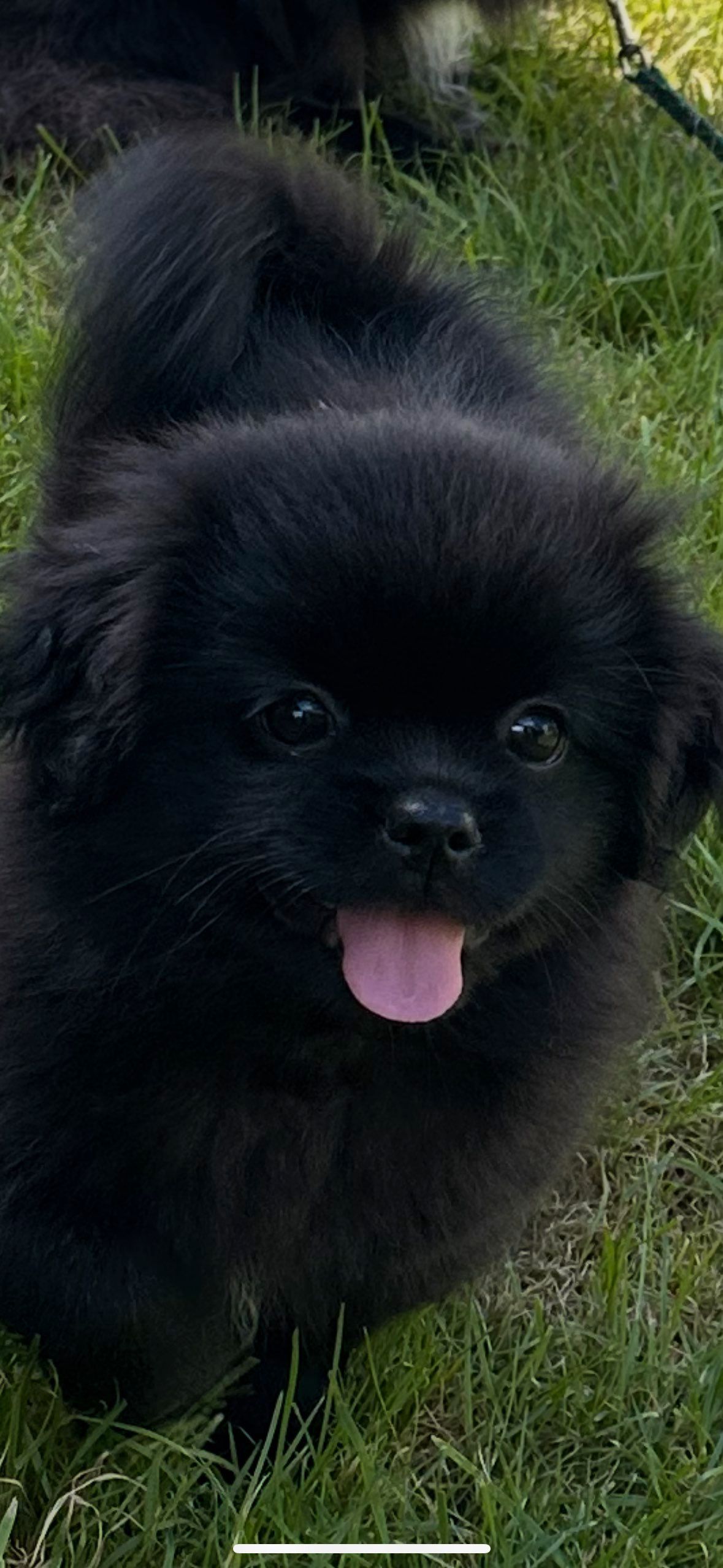 Tibetansk spaniel