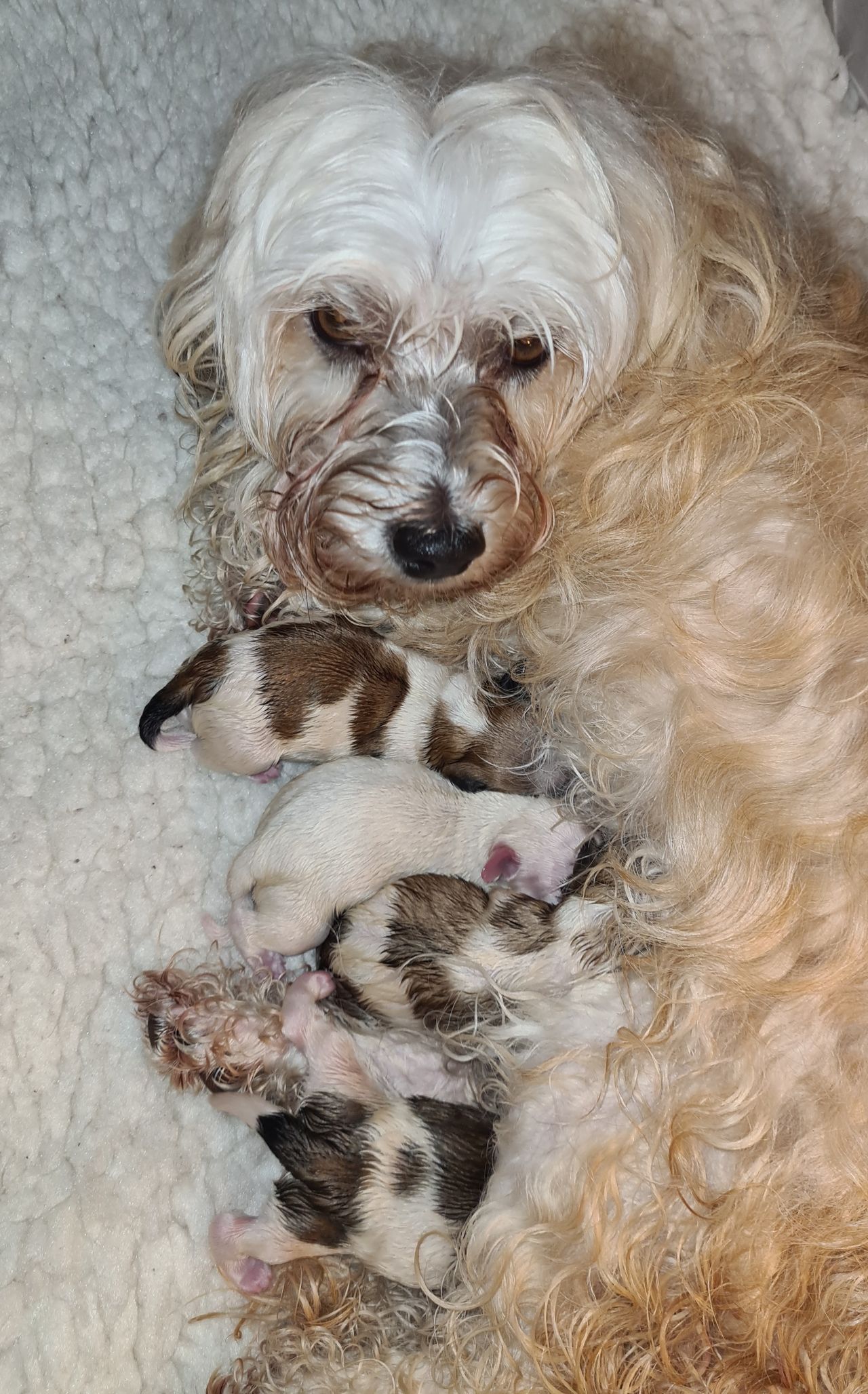 Bichon havanais