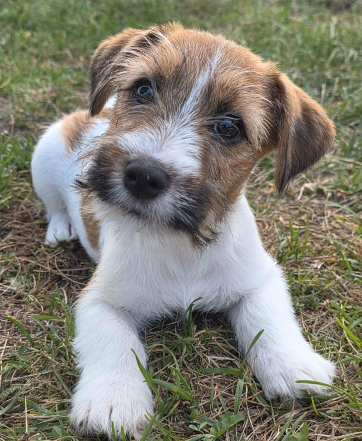 Jack russell terrier