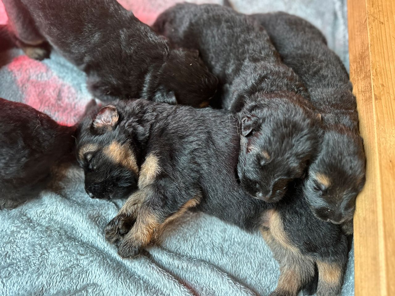 Schäferhund langhår