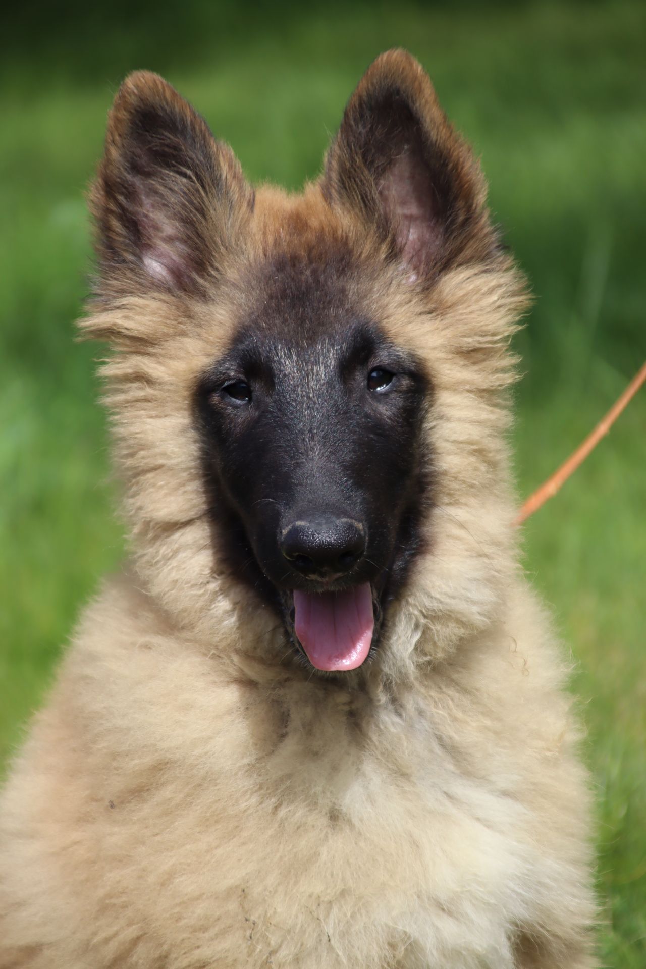 Belgisk fårehund, tervueren