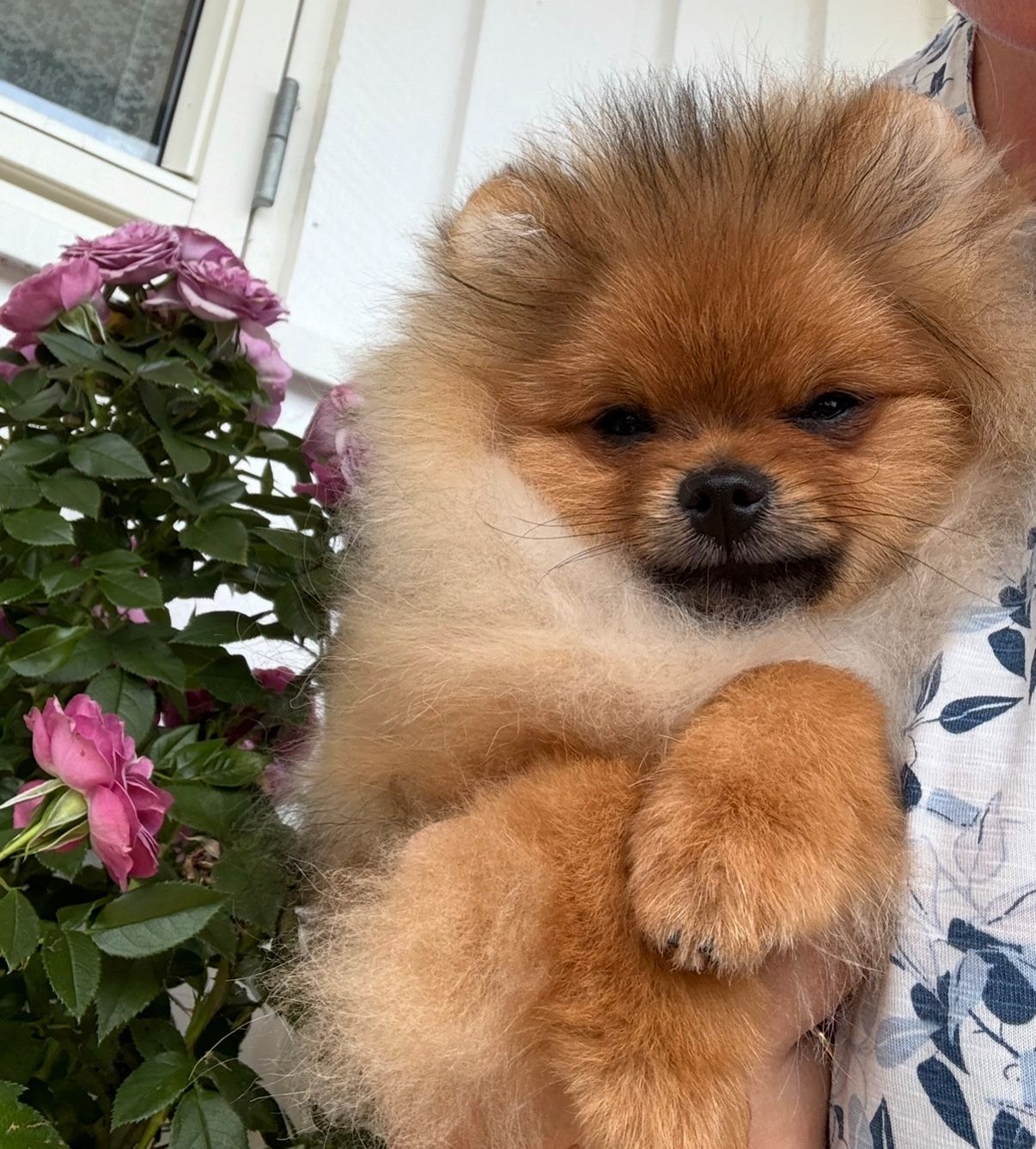 Pomeranian