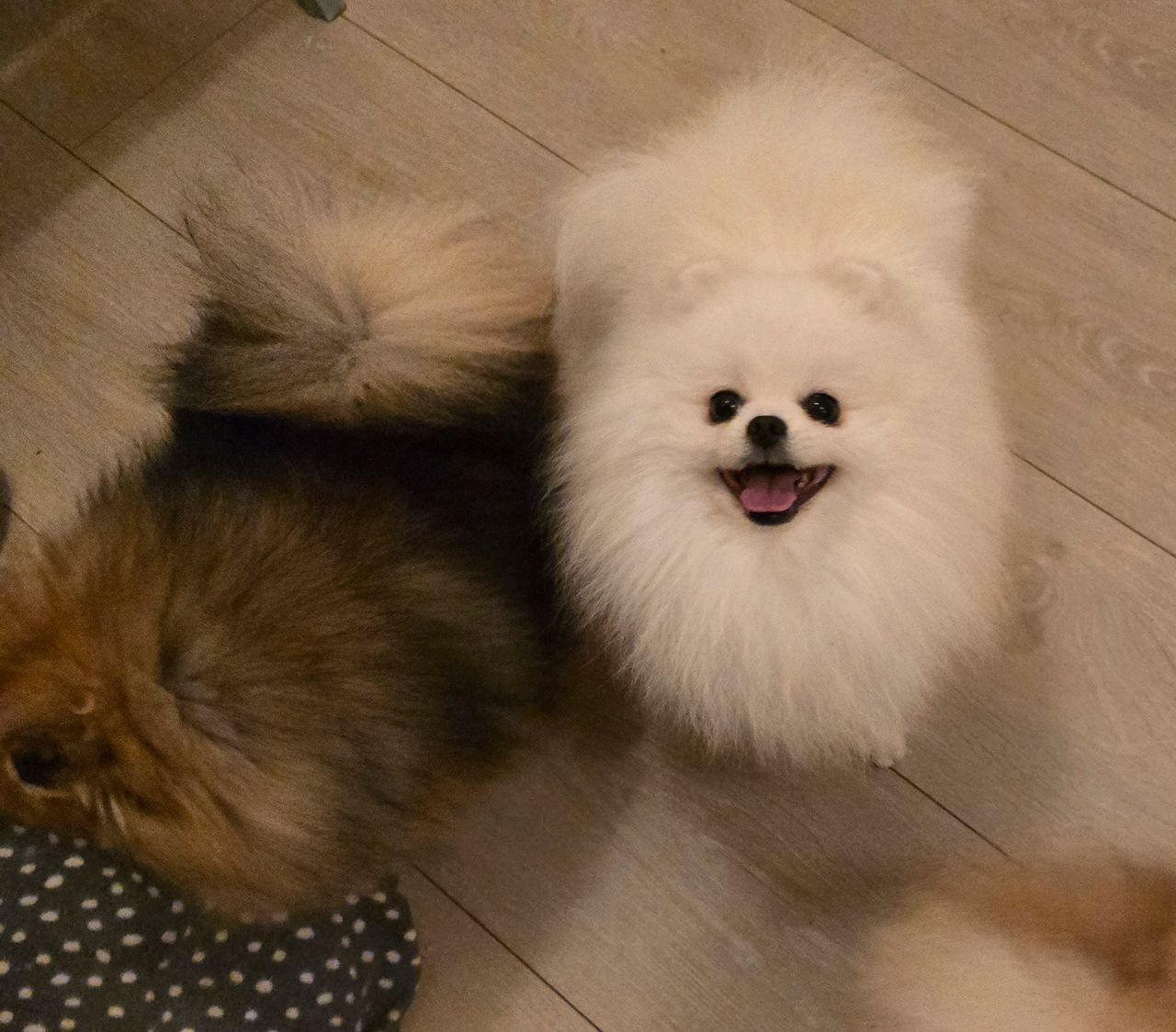 Pomeranian