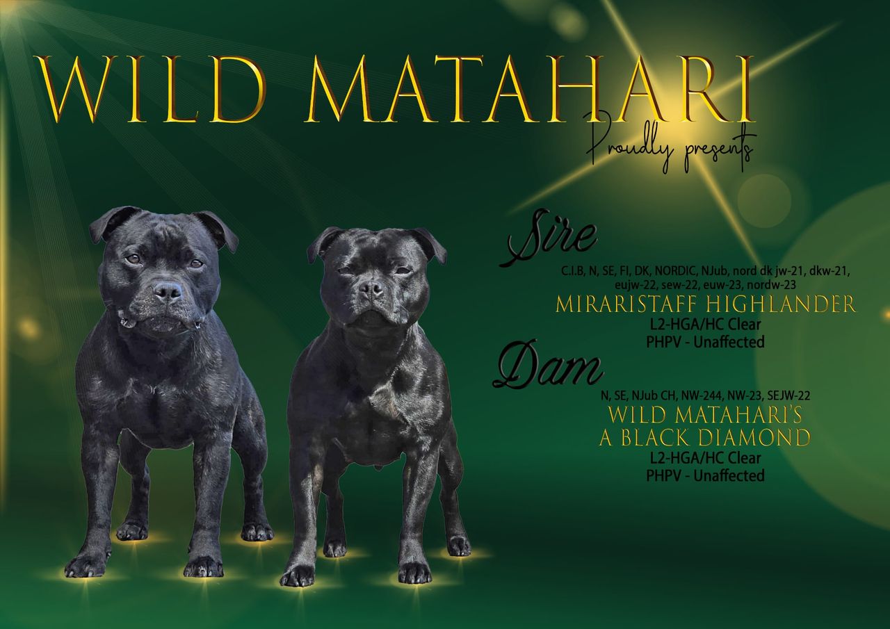 Staffordshire bull terrier