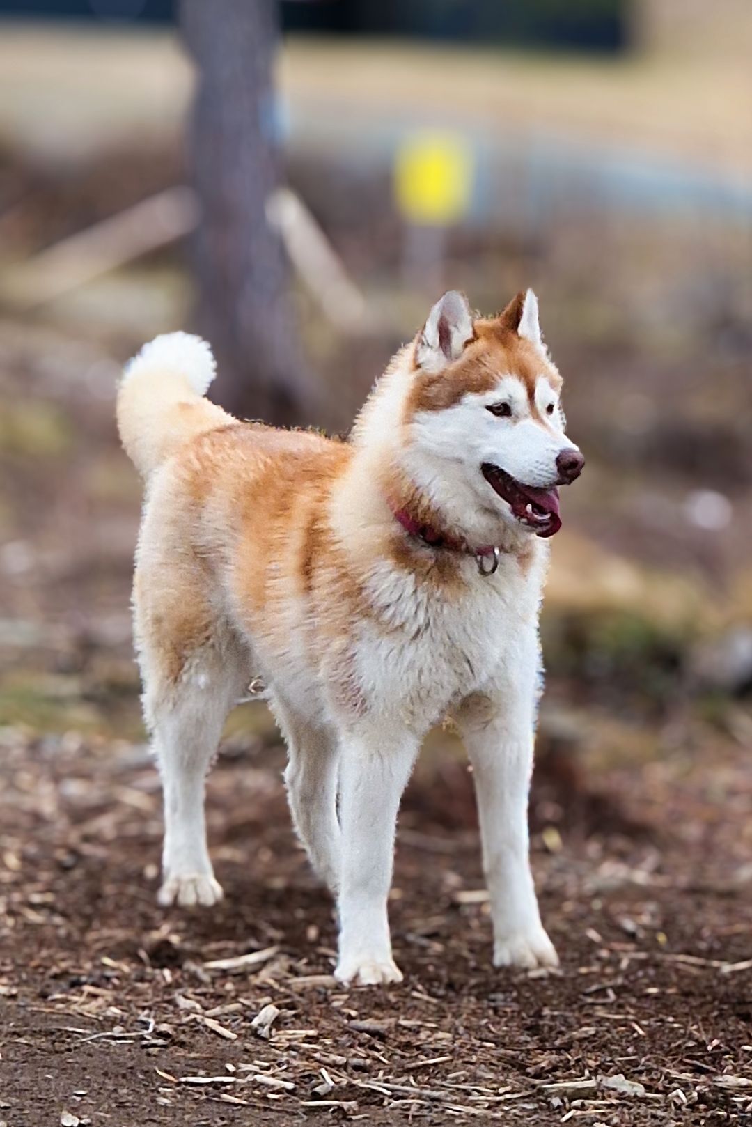 Siberian husky